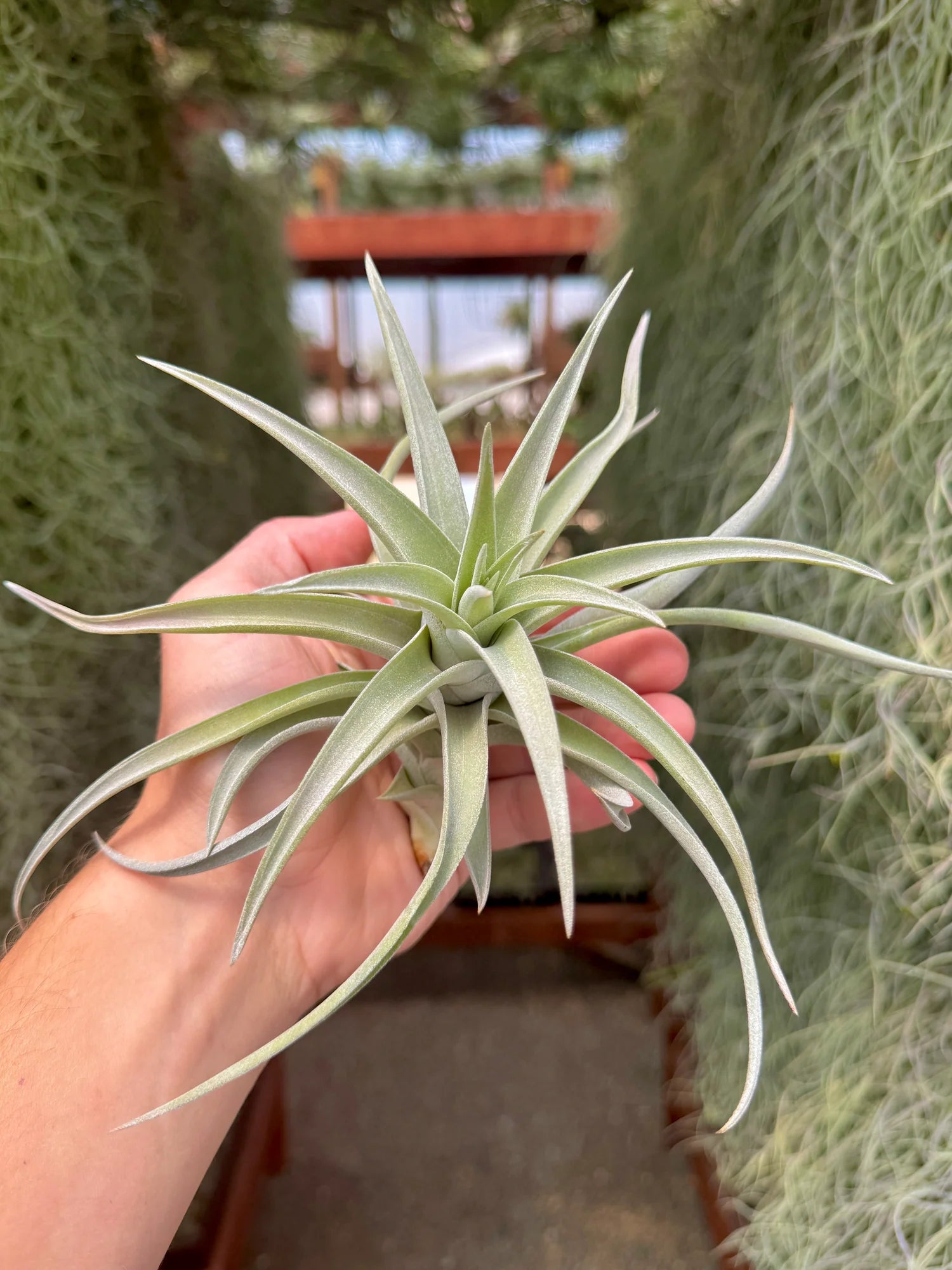 Harrisii X Xerographica Large <br> (No Minimum) <br> *Cannot Be Shipped Internationally*