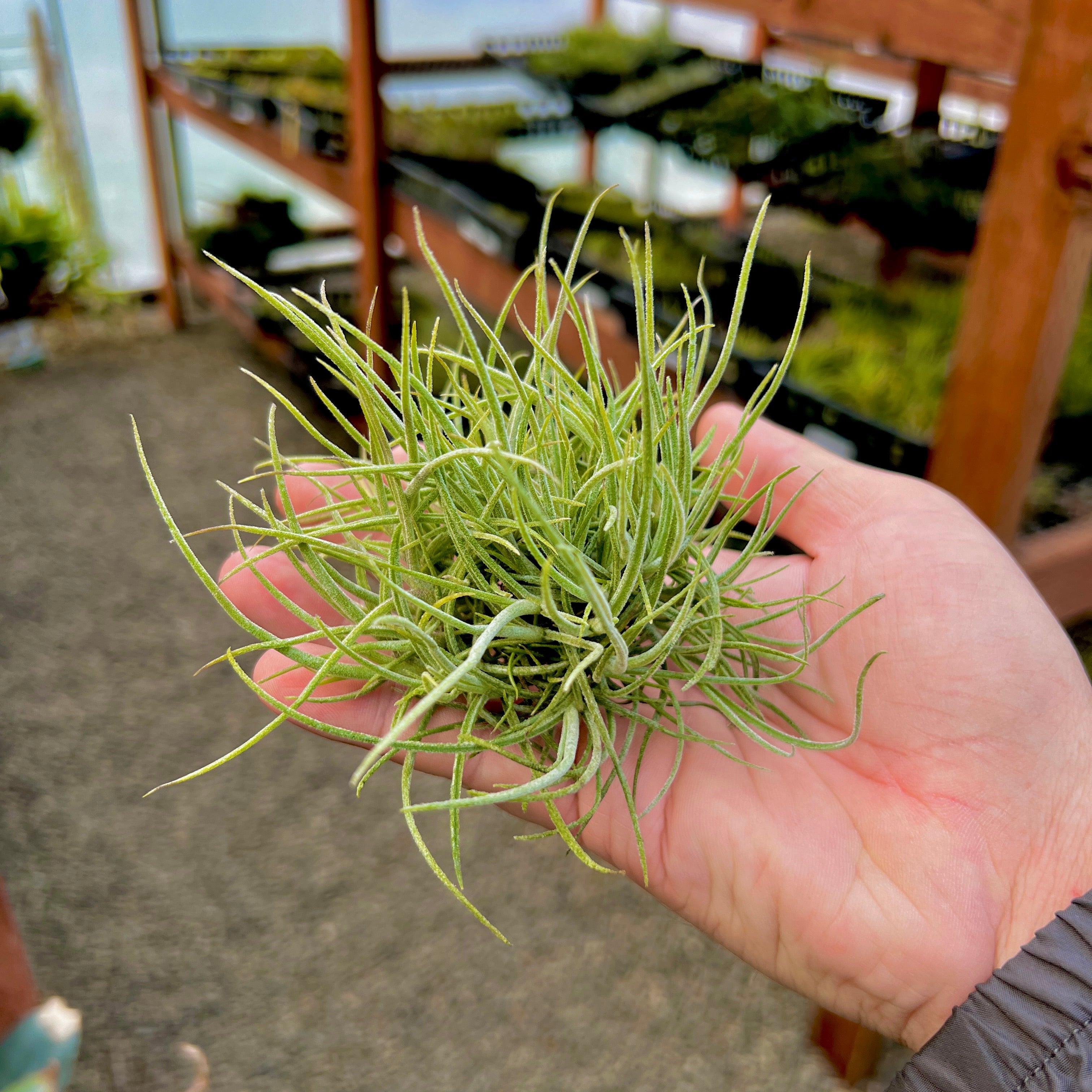 is ball moss an air plant Wholesale Recurvata AKA Ball Moss Clump Air Plant *USA Native Plant* – Bulk Air Plants