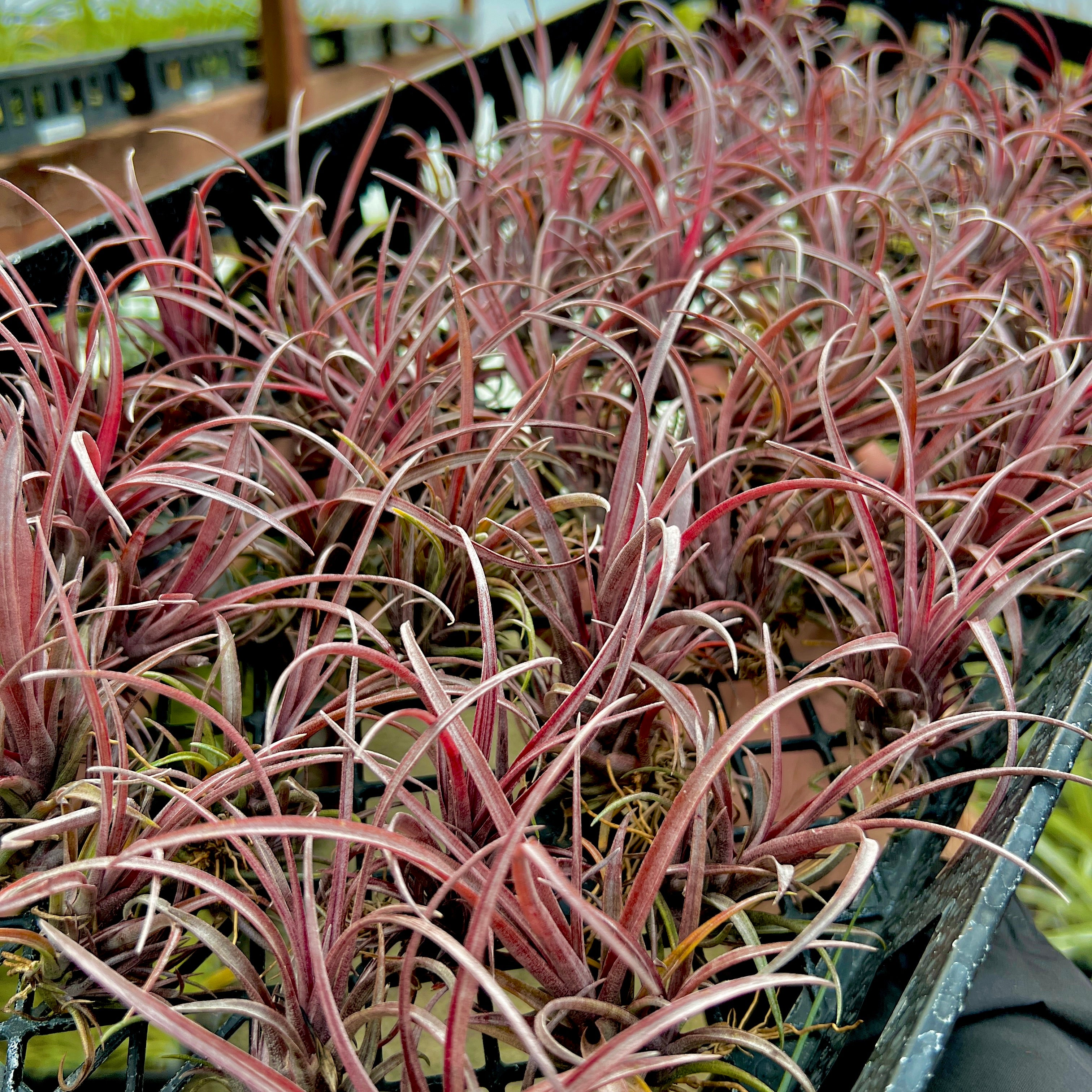 Capitata Domingensis Small <br> (Minimum Order 3)