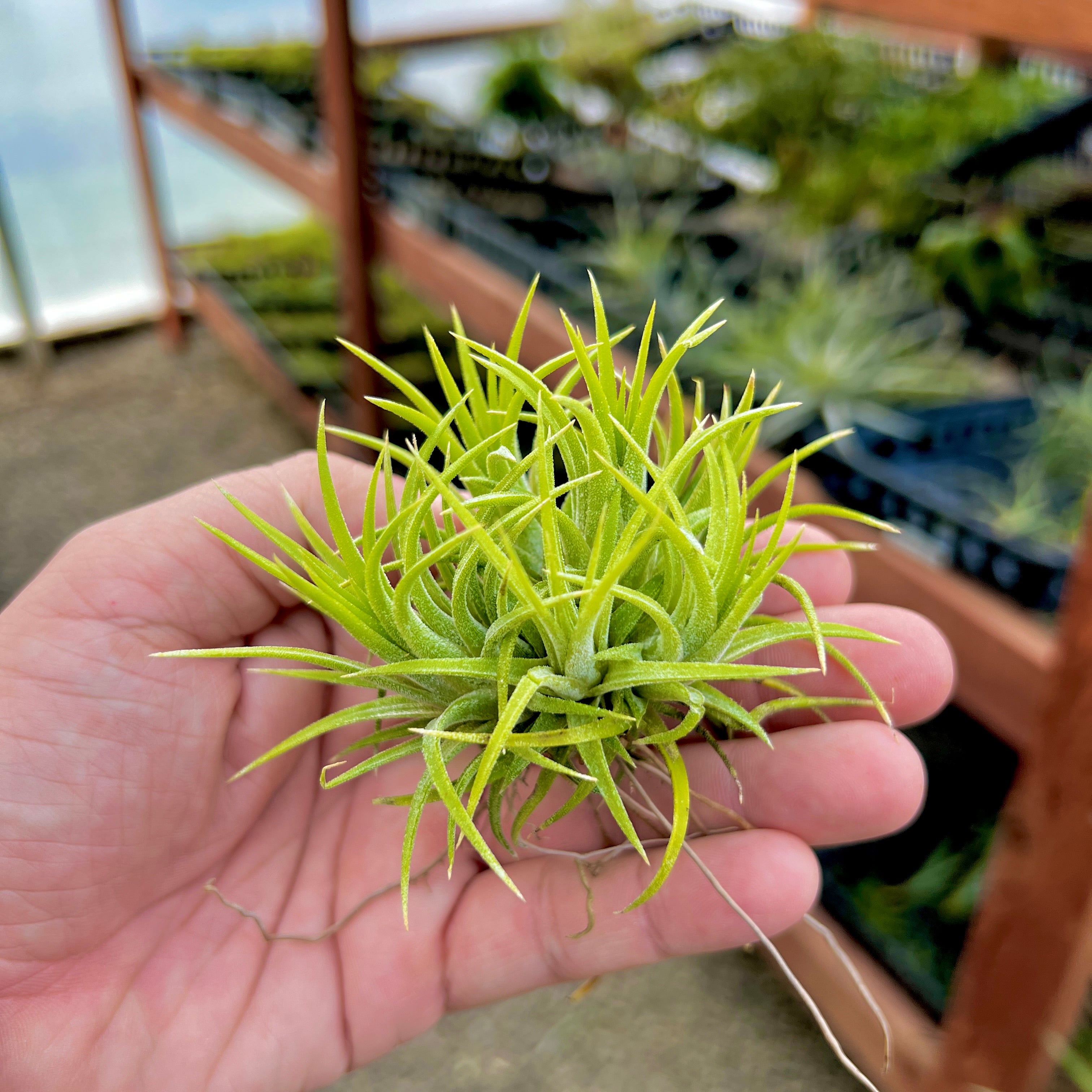 Ionantha Druid Clump <br> (Minimum order 5)