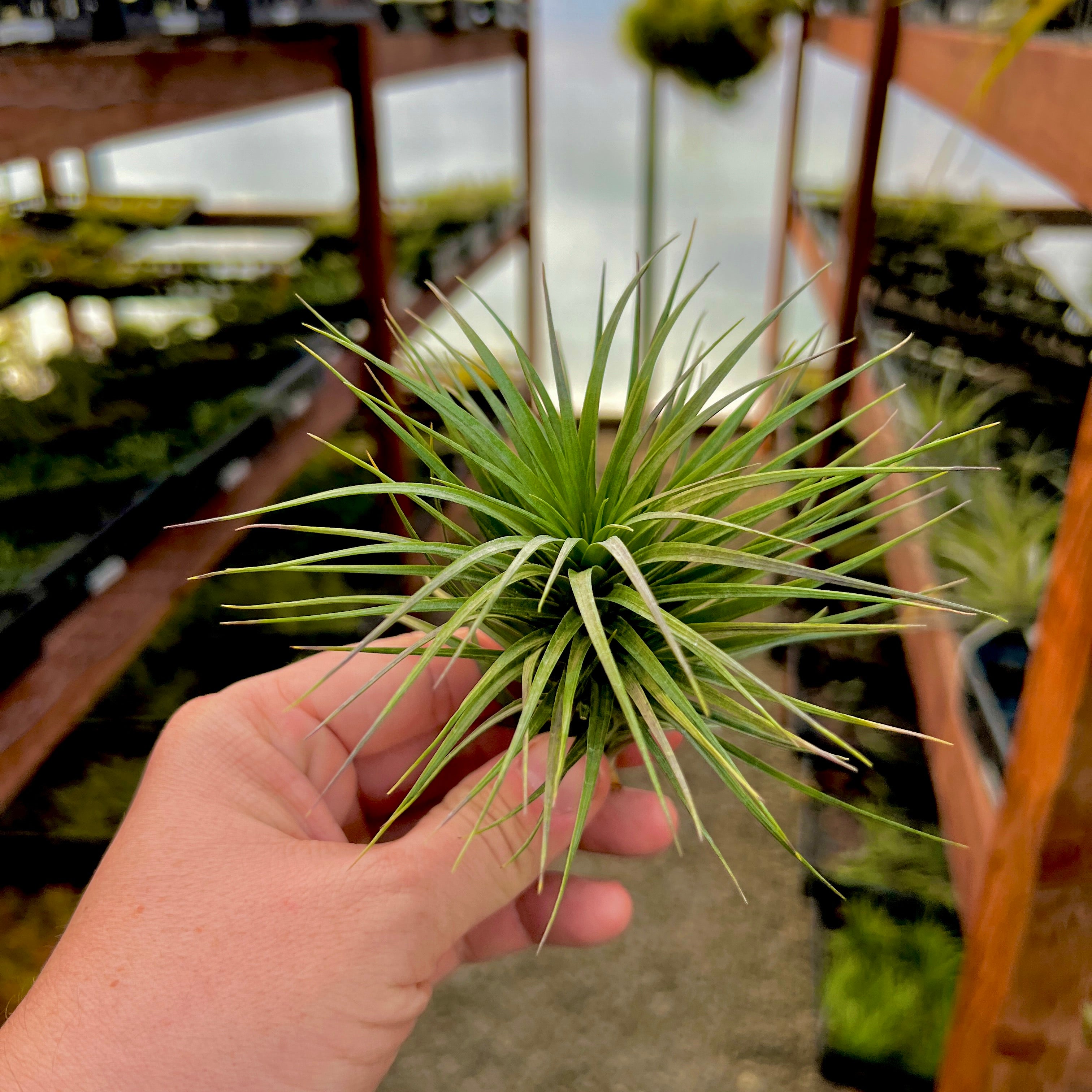 Tenuifolia Bush Medium <br> (Minimum Order 4)