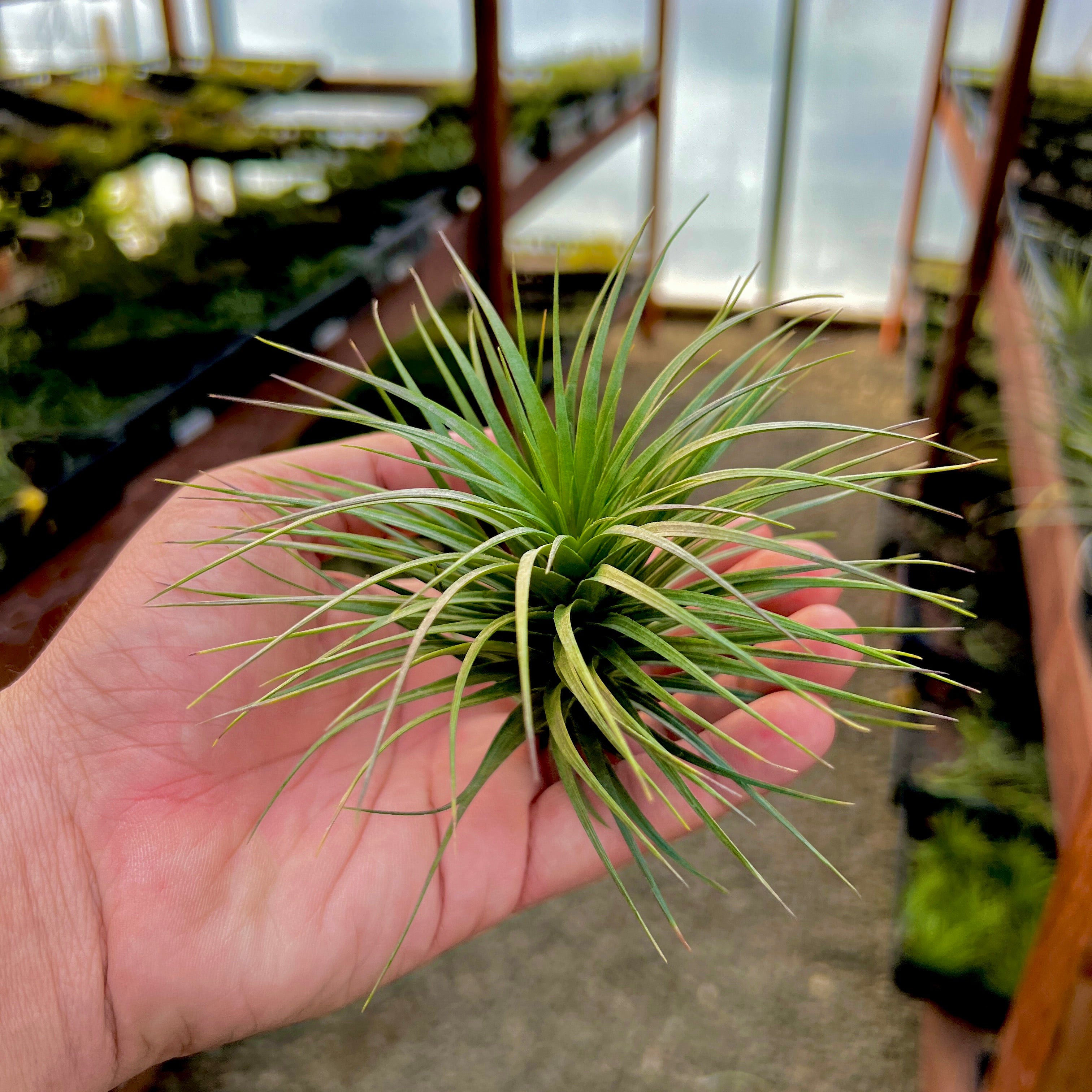 Tenuifolia Bush Medium <br> (Minimum Order 4)