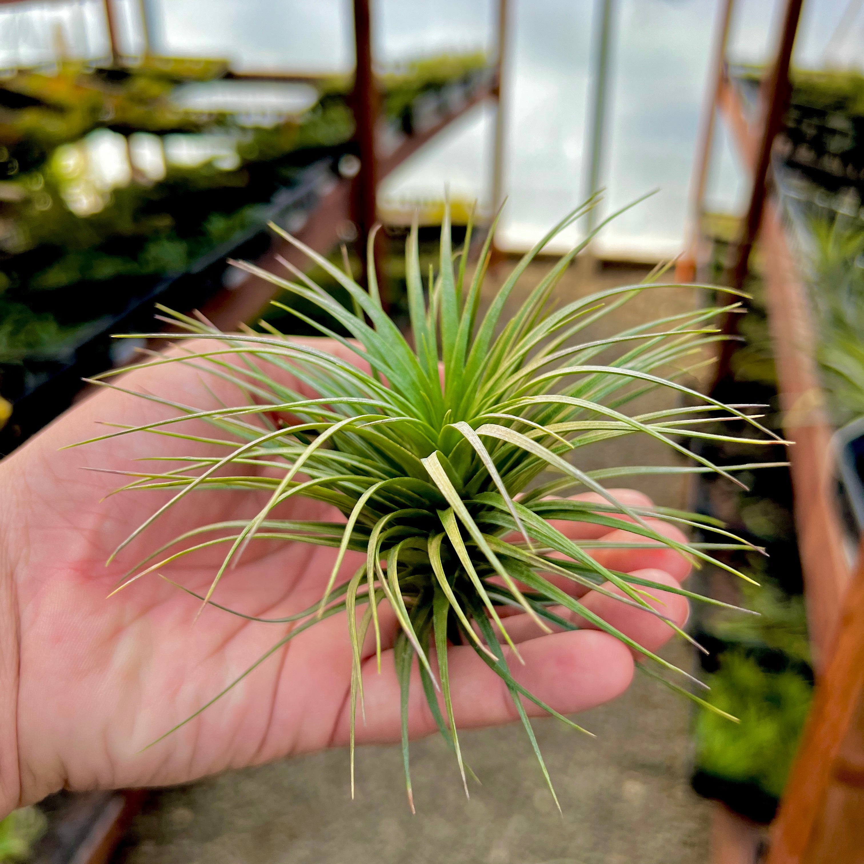 Tenuifolia Bush Medium <br> (Minimum Order 4)