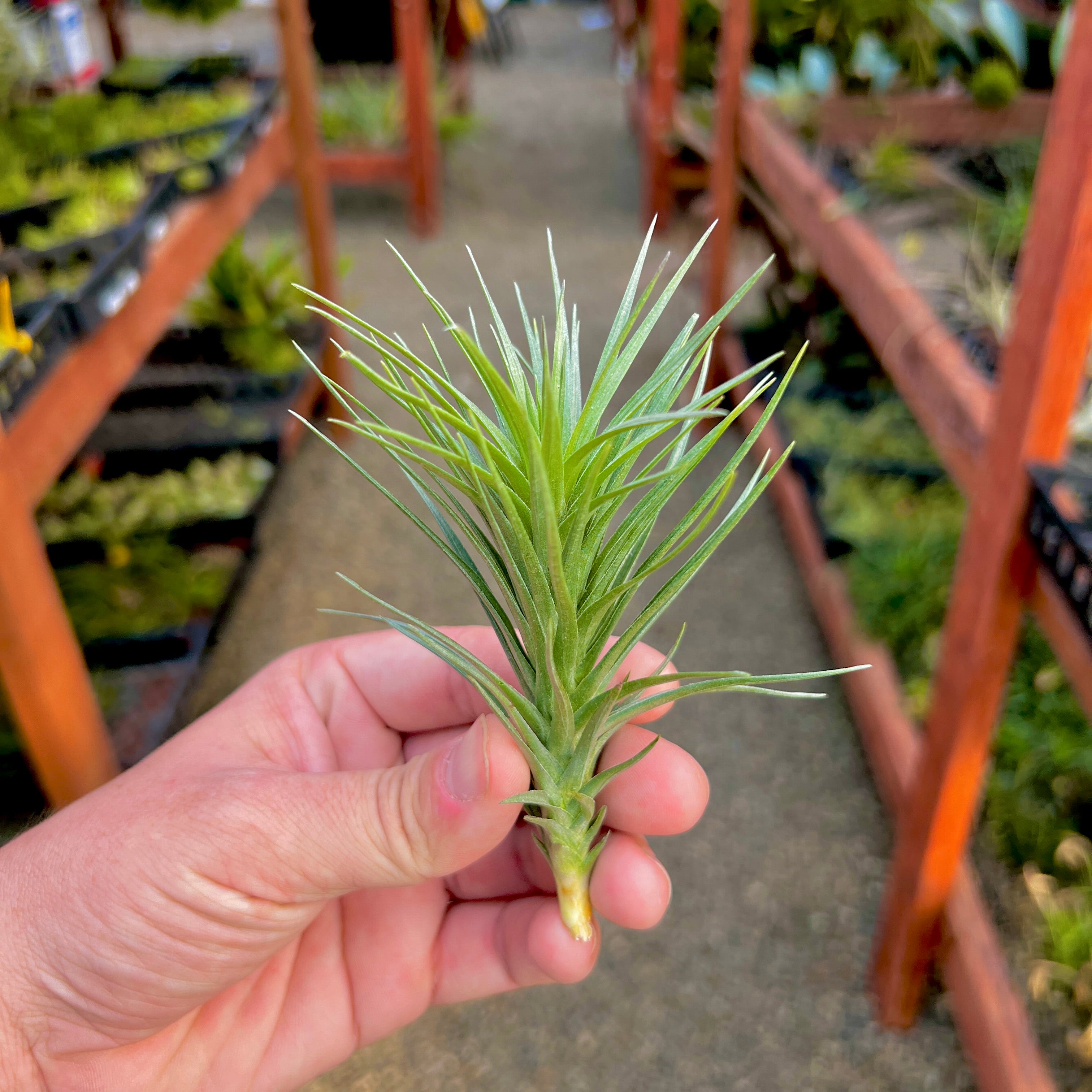 Araujei x Tenuifolia Medium <br> (Minimum Order 5)