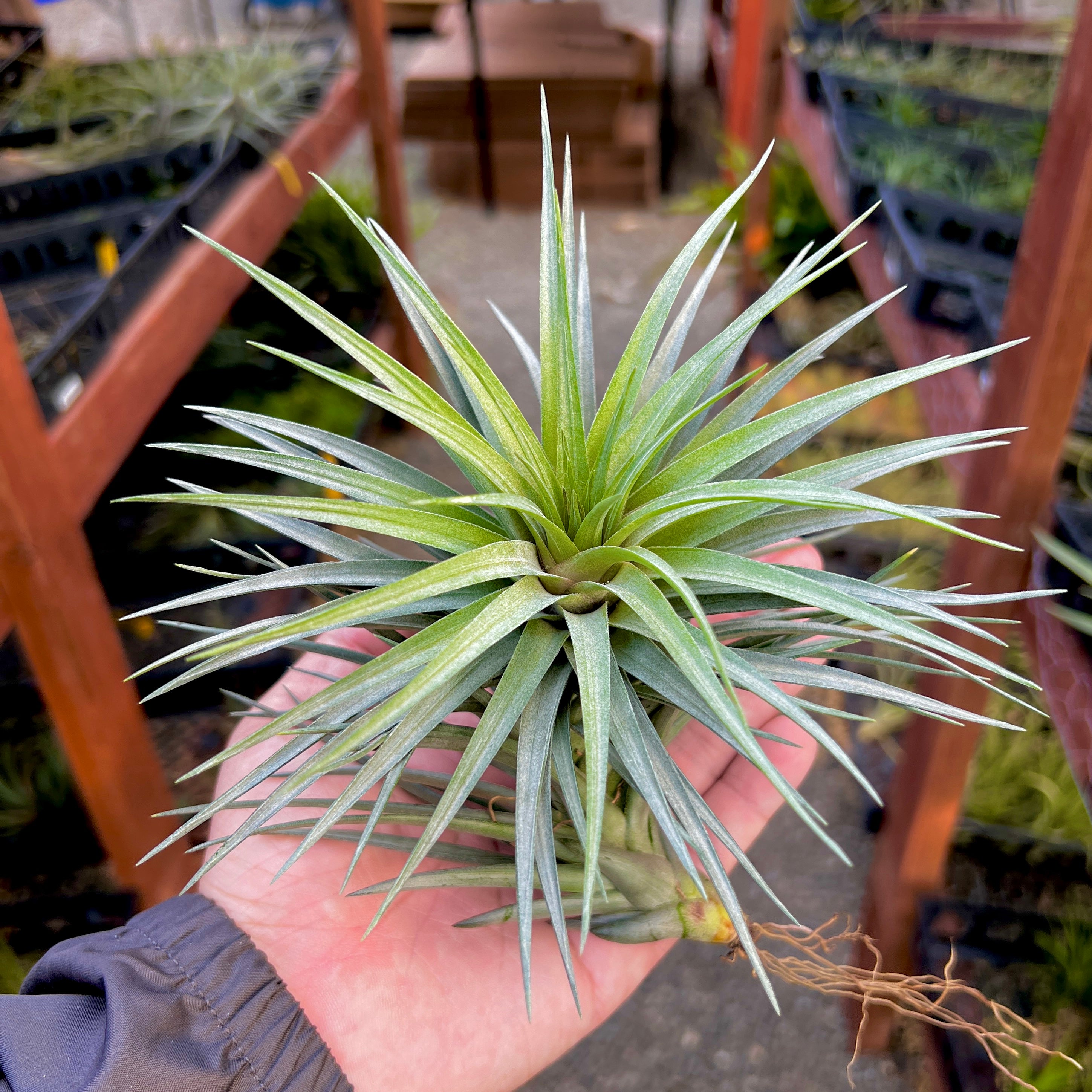 Stricta Starry Night XL <br> (No Minimum)