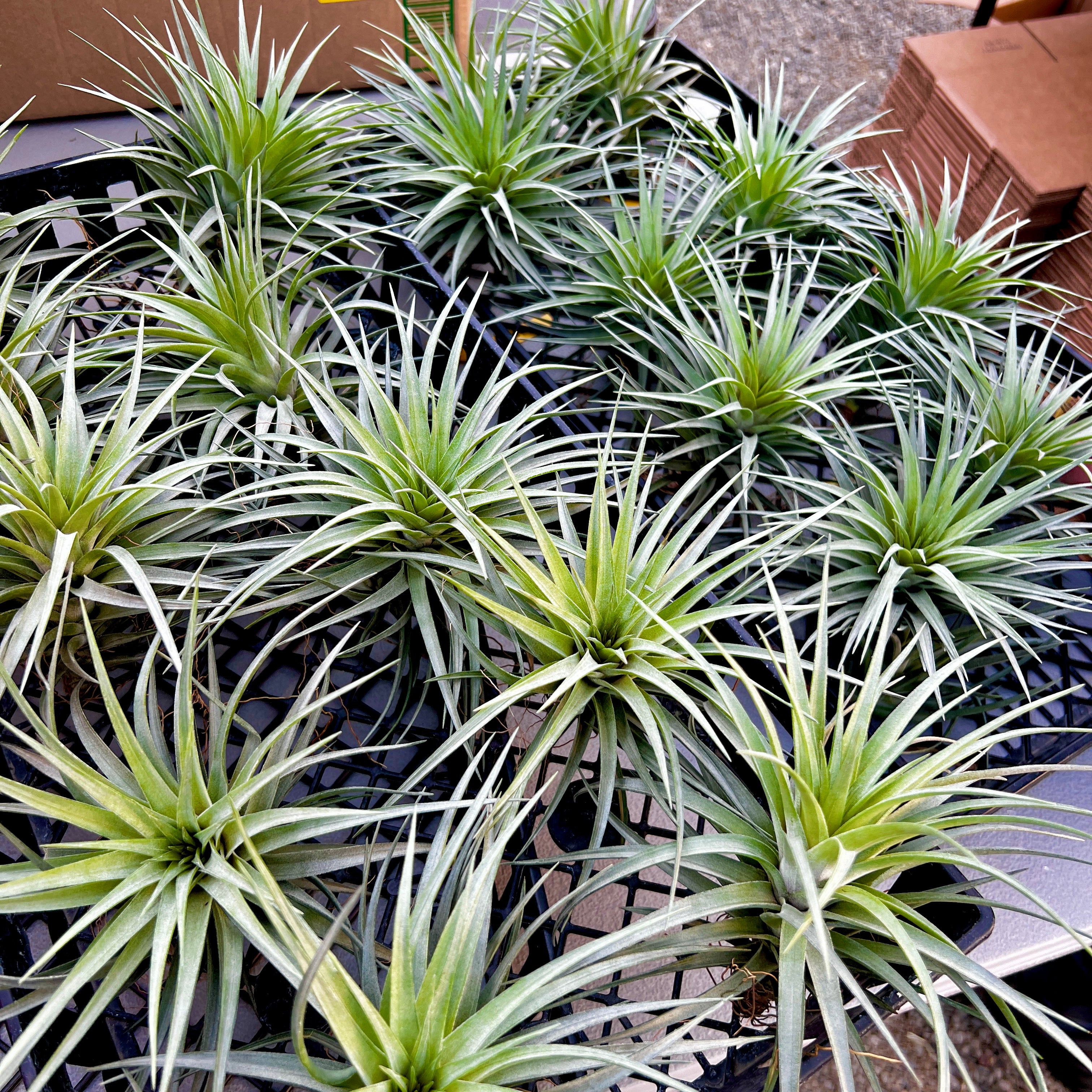 stricta air plant care Wholesale Stricta Gray Air Plants – Bulk Air Plants