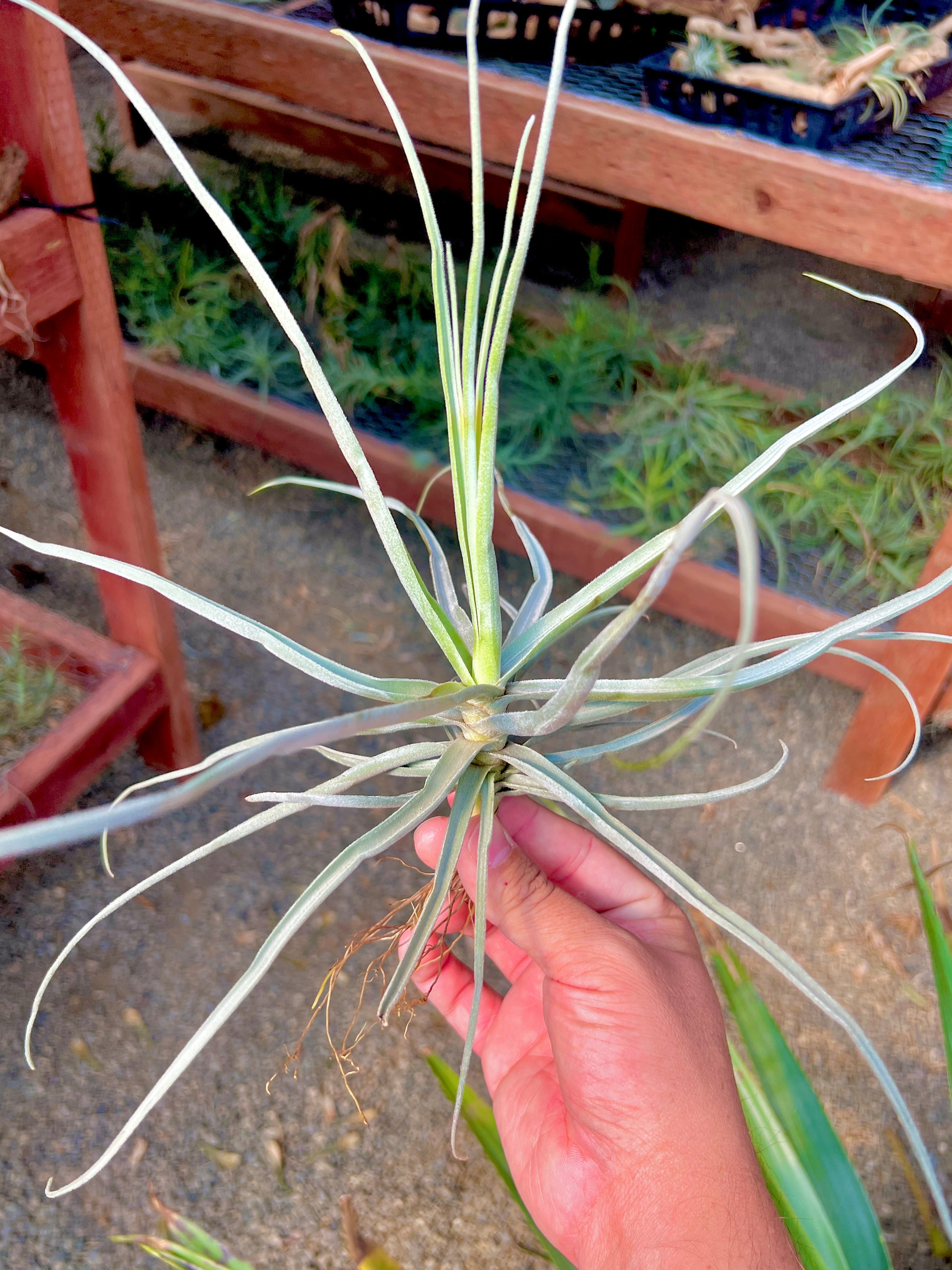 Streptocarpa Lg <br> (Minimum order 5)