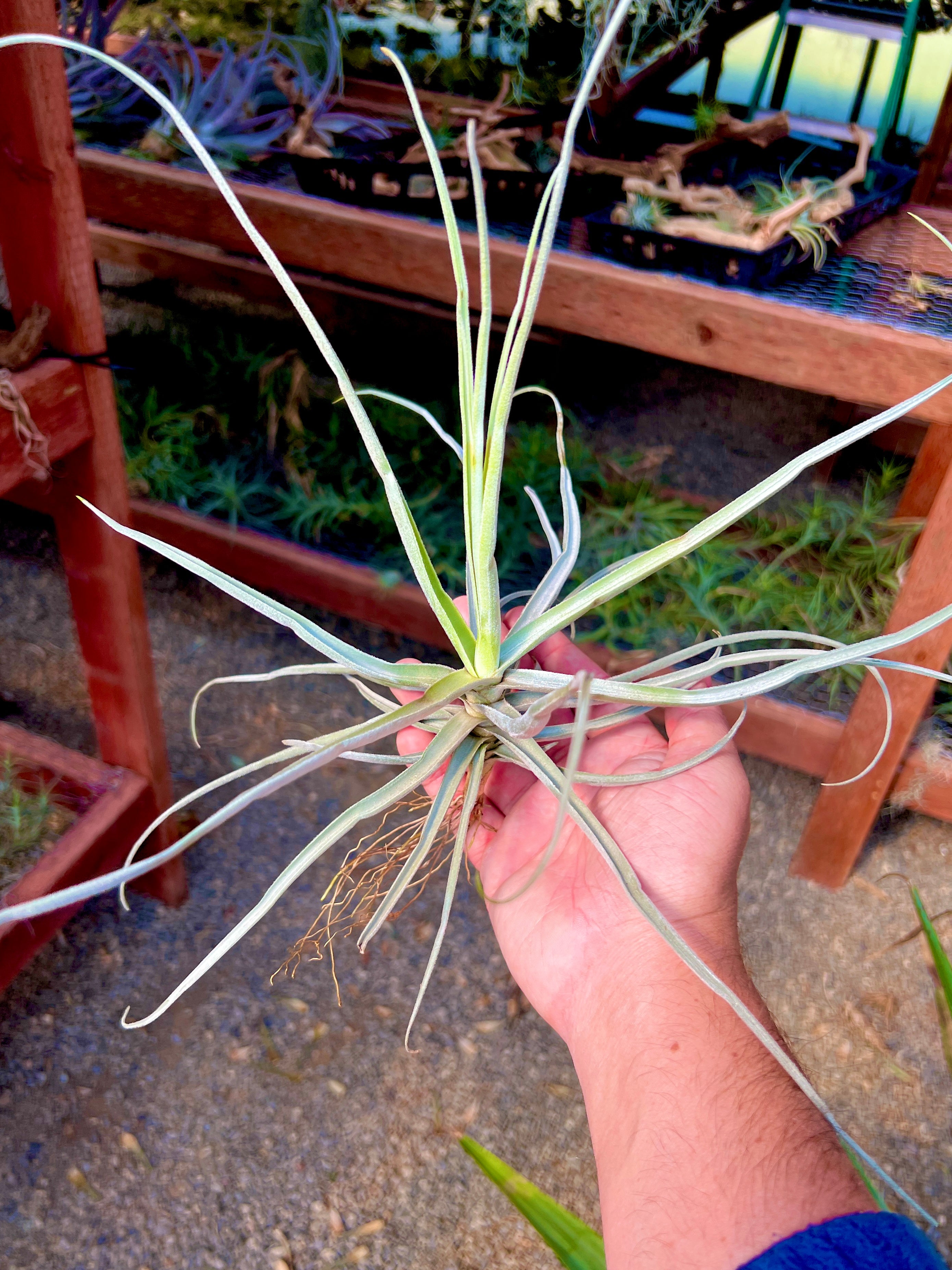 Streptocarpa Lg <br> (Minimum order 5)