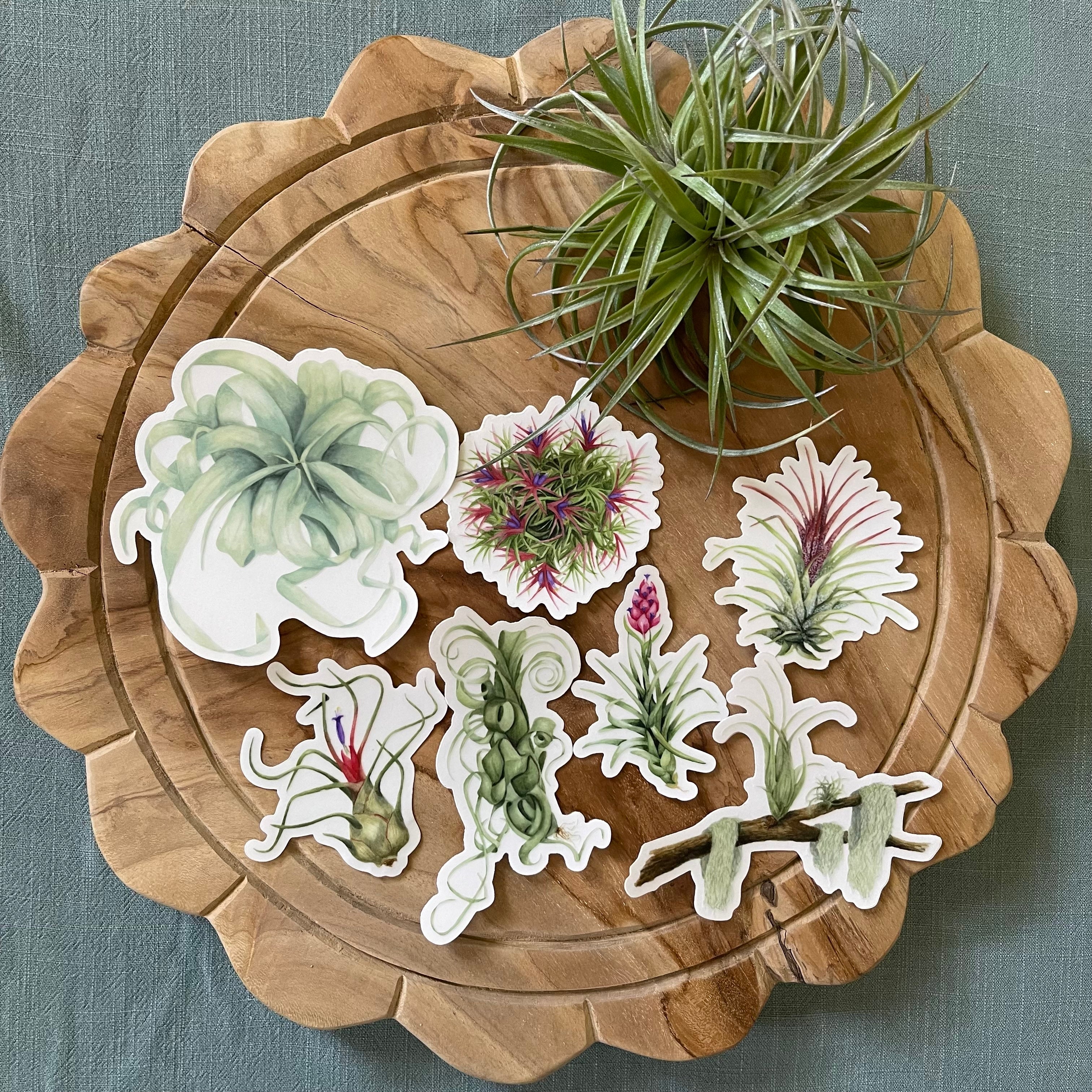 Premium Air Plant Sticker Pack <br> (10 Assorted Stickers)