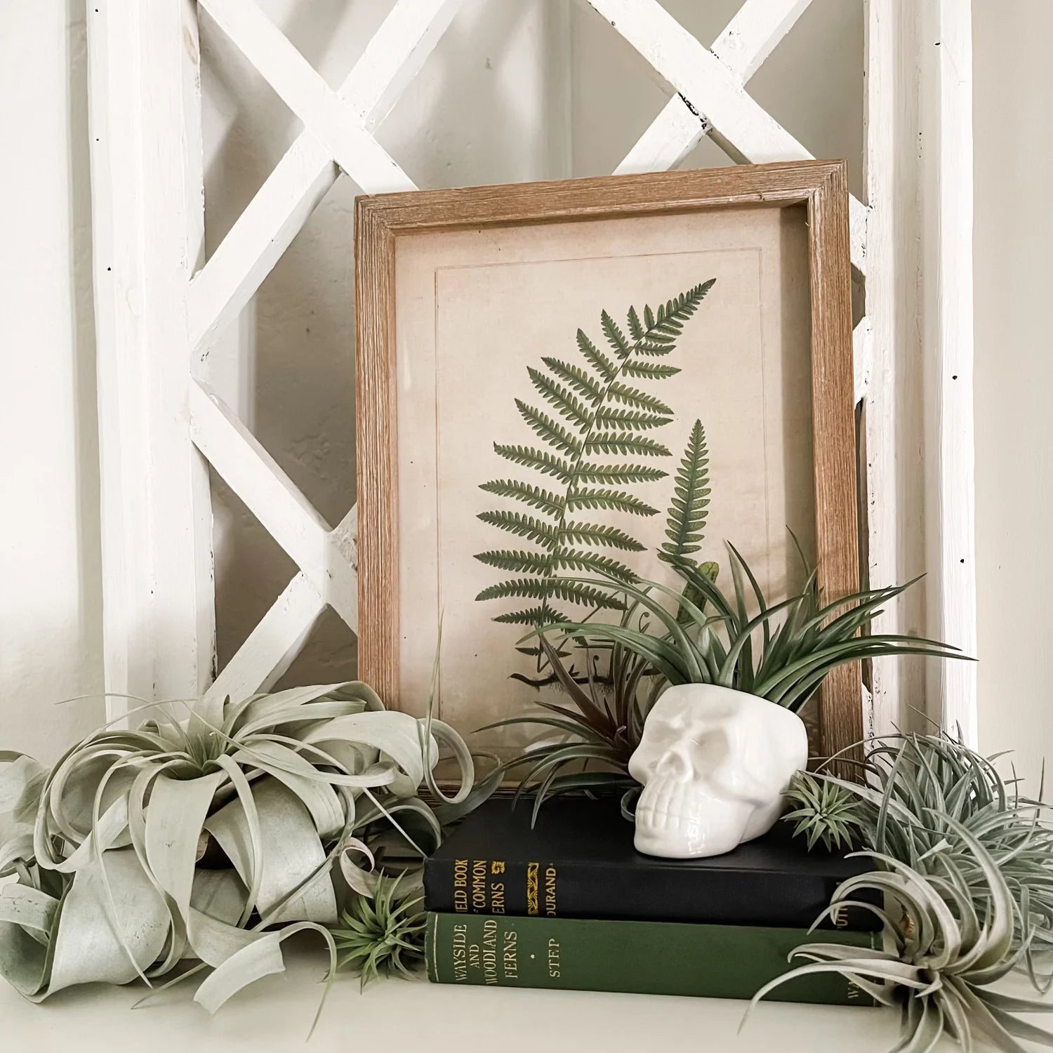 Full Case (100 Ceramic White Skulls) Air Plant Holder <br> (Holder Only)