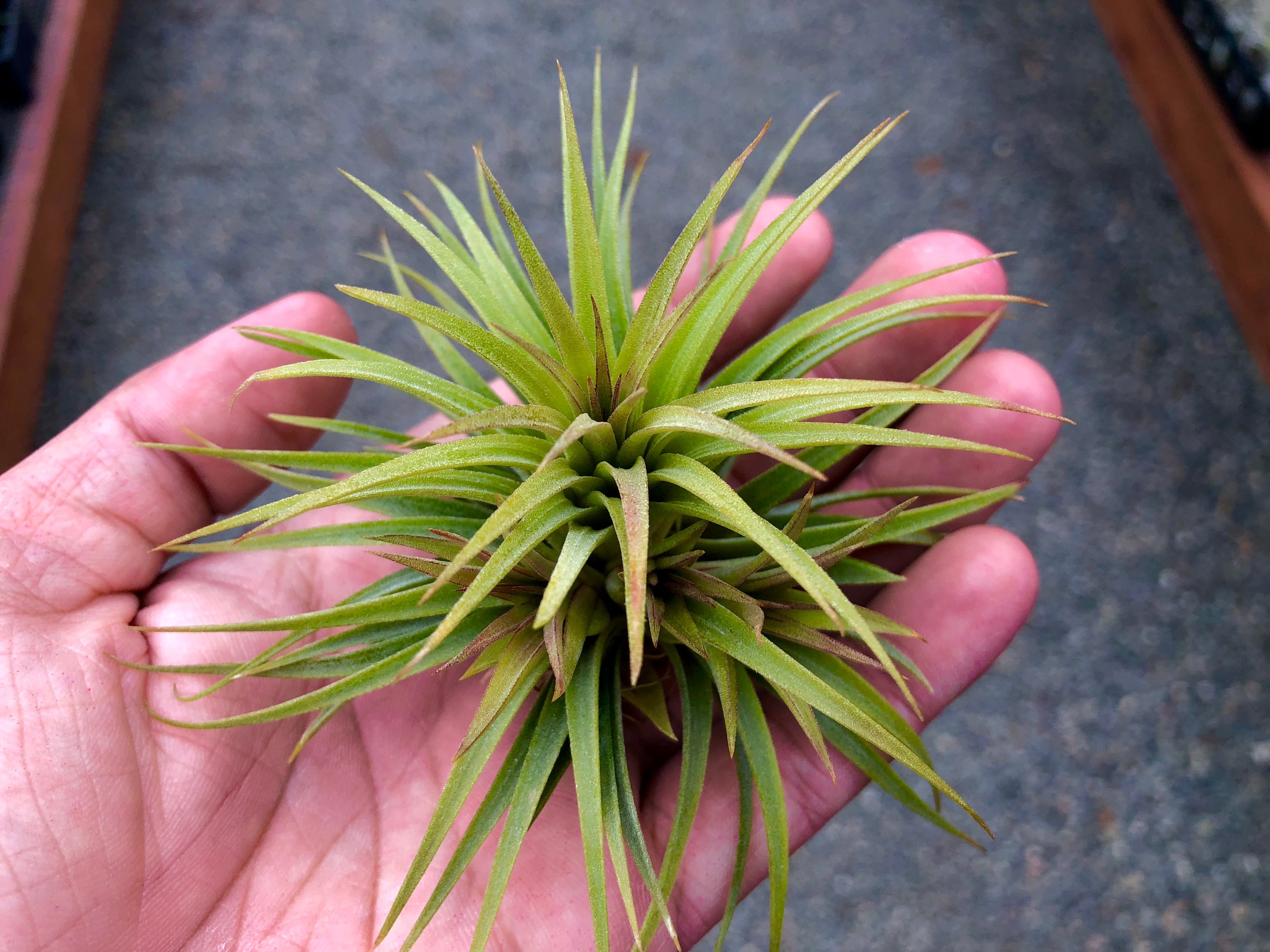 Ionantha Fat Boy Medium <br> (Minimum Order 5)