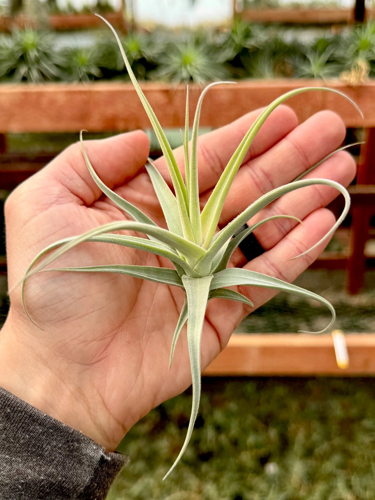 Streptocarpa Mini X Medium <br> (Minimum order 10)