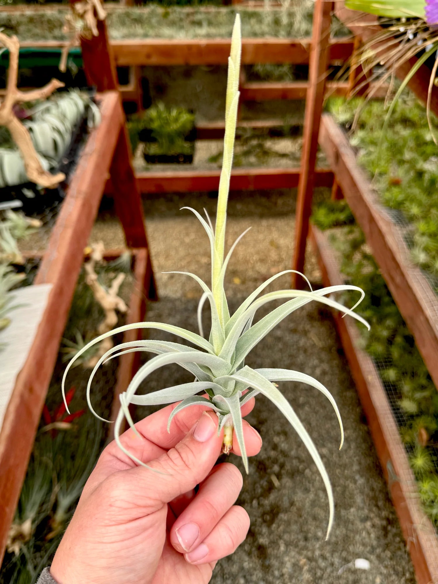 Streptocarpa Mini X Medium <br> (Minimum order 10)