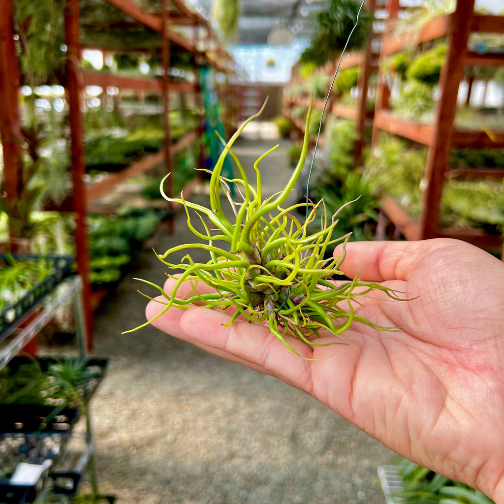 Bulbosa Small Hanging Clump <br> (No Minimum)