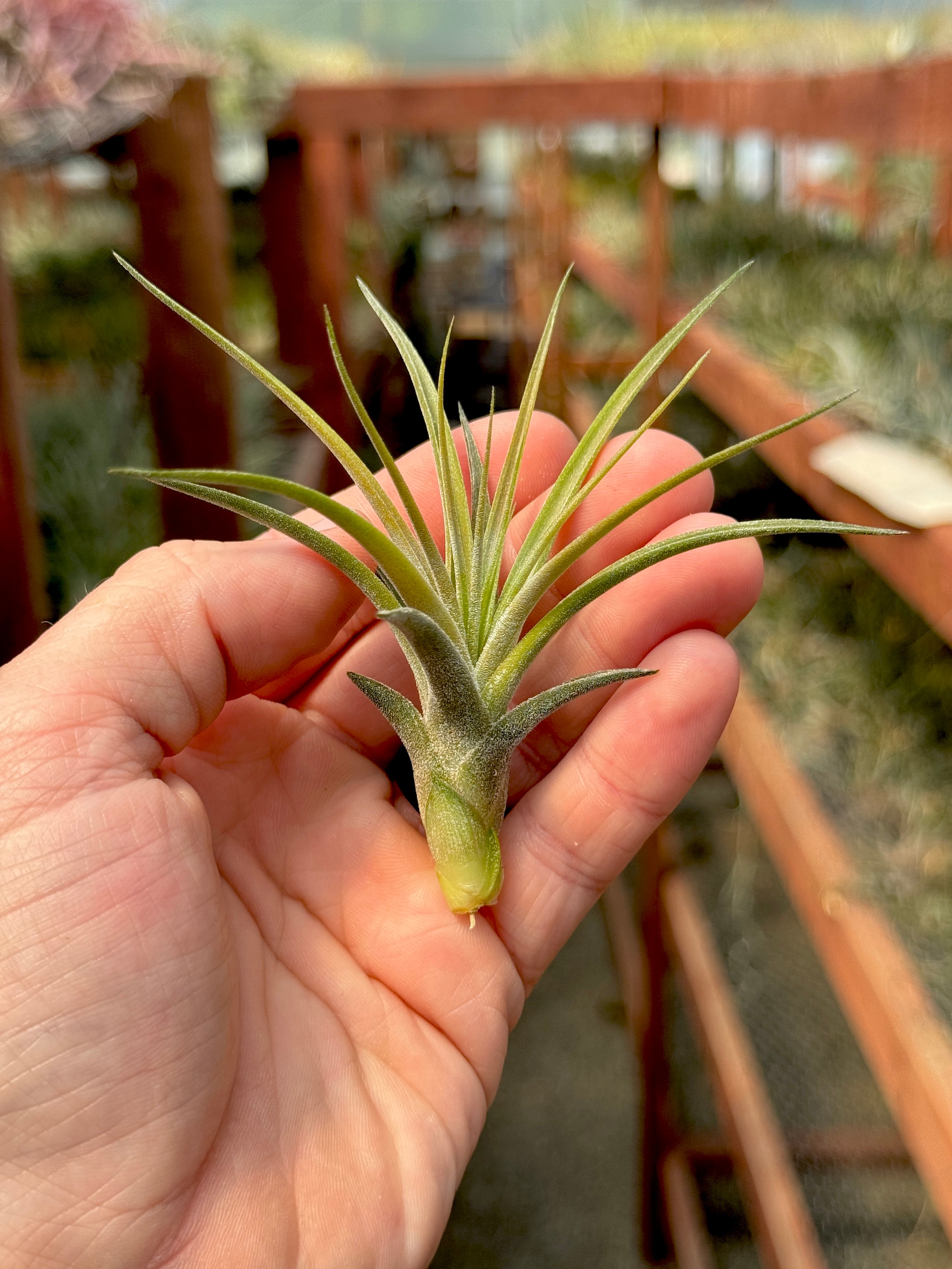 Rectifolia Medium (ionantha x schiedeana) <br> (Minimum Order 5)