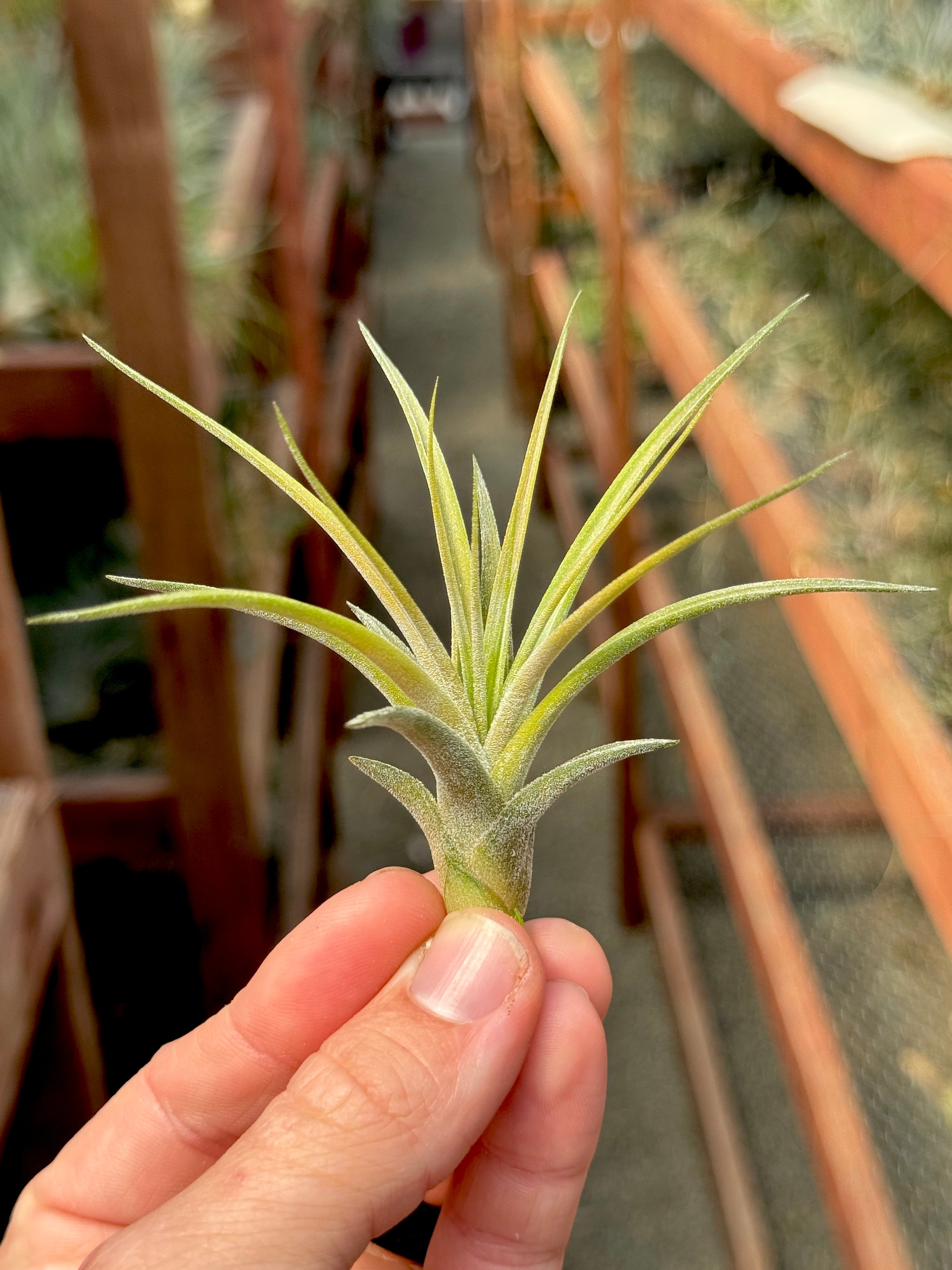 Rectifolia Medium (ionantha x schiedeana) <br> (Minimum Order 5)