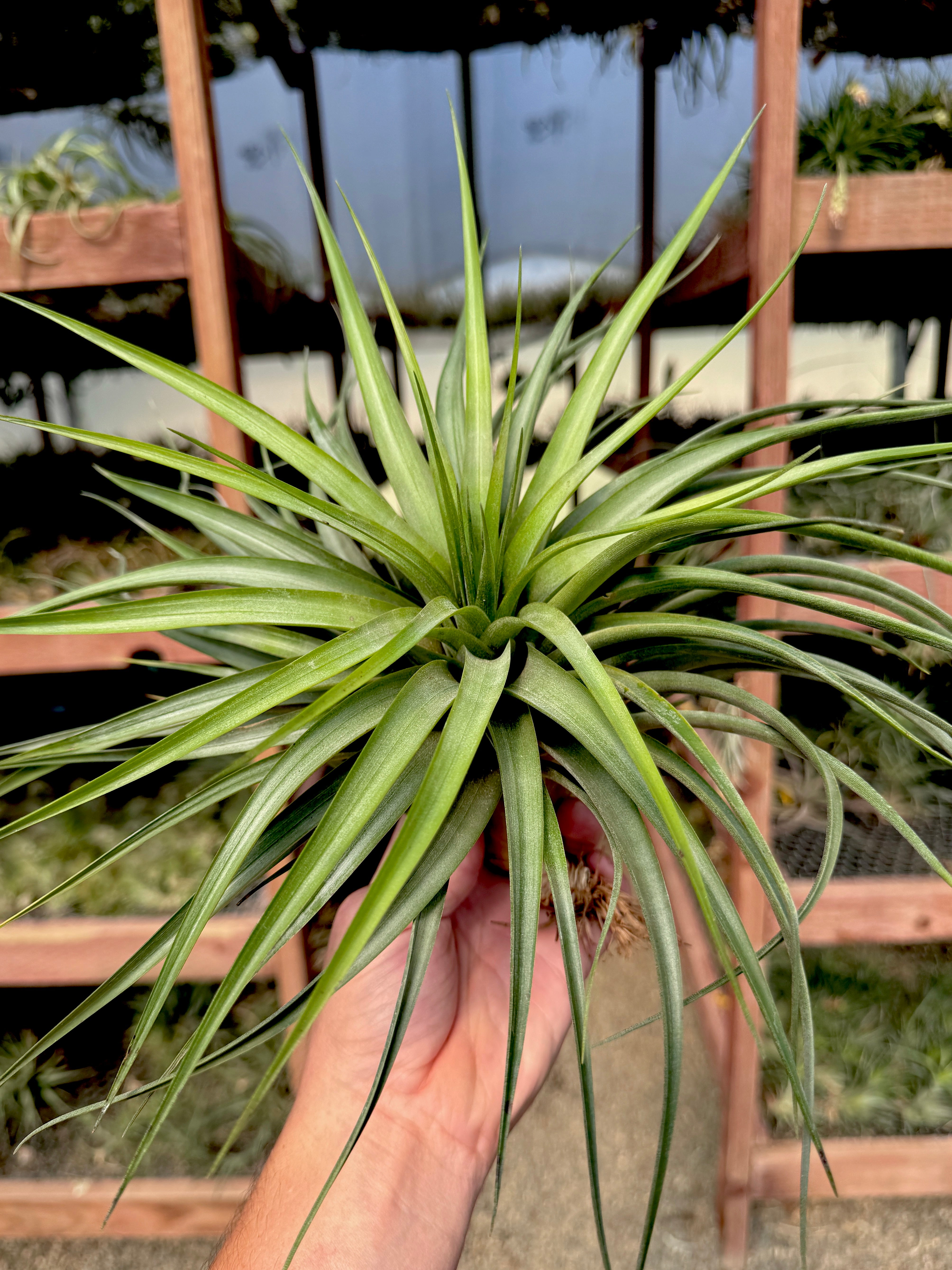 Sparkler <br> (Brachycaulos x Concolor) <br> *Exact Plant Pictured*