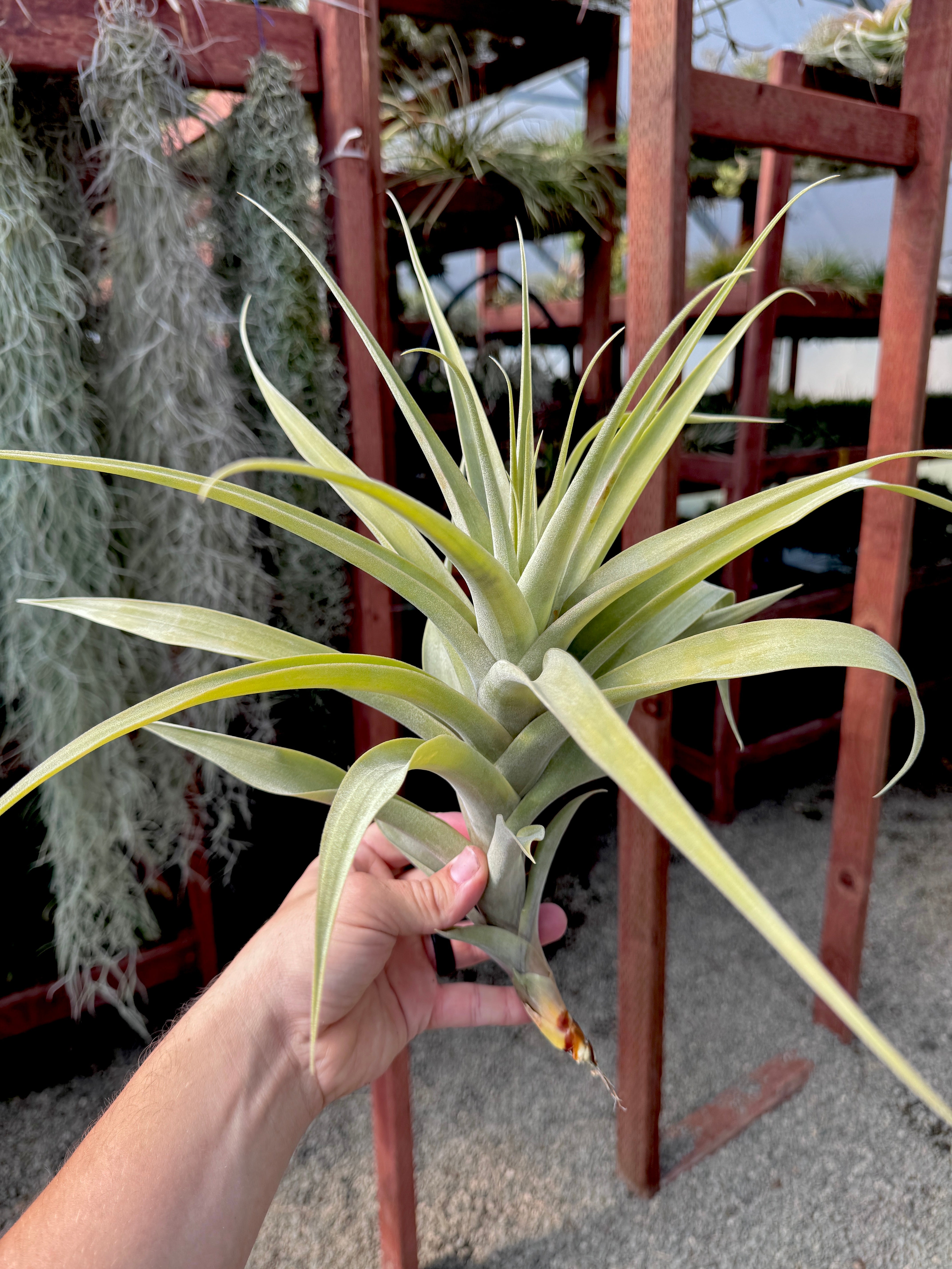 Latifolia Anaconda <br> (No Minimum)