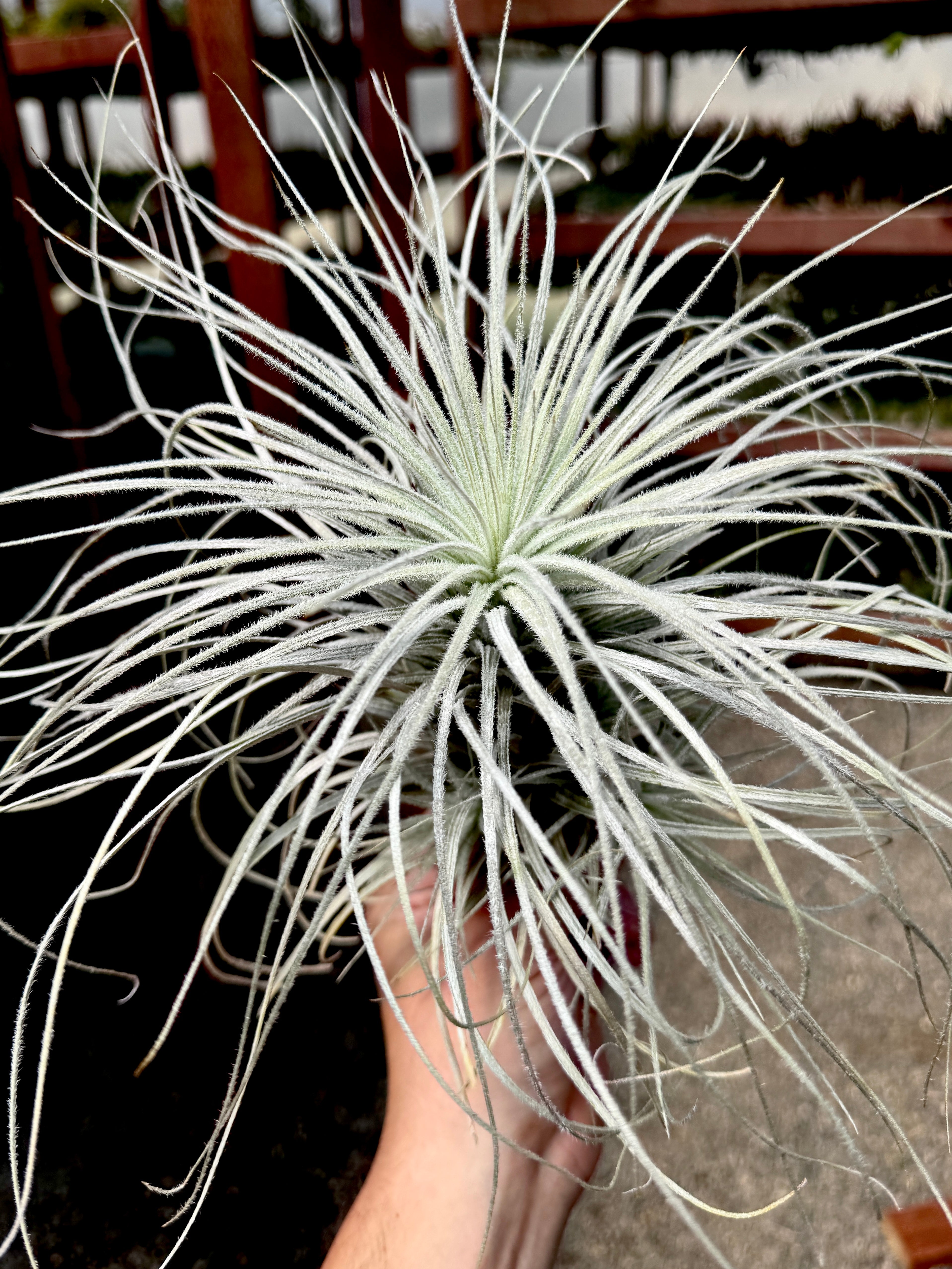 Tectorum Peru XL <br> (Exact Plant Pictured)
