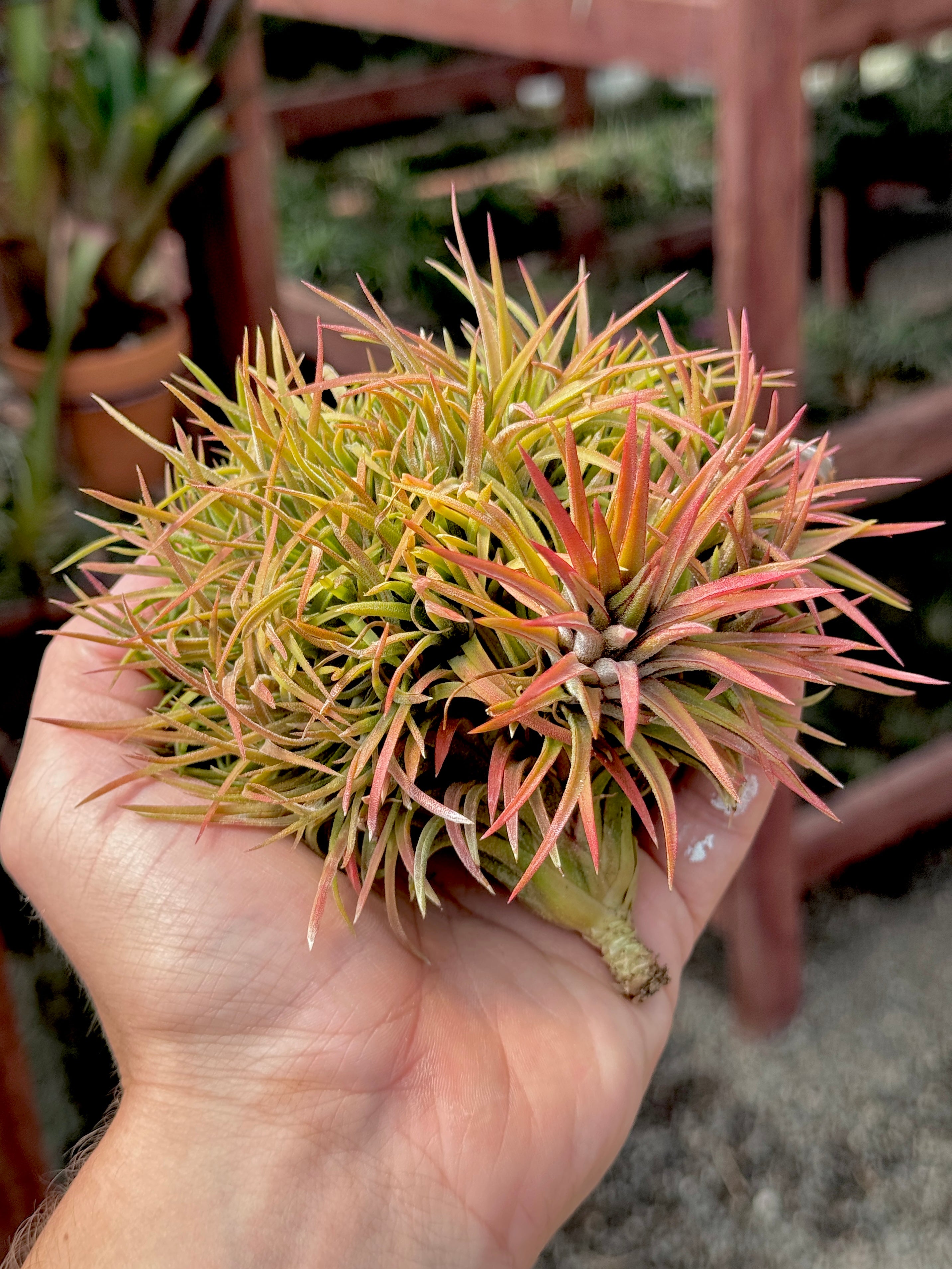 Crested Ionantha Firecracker Clump <br> (Exact Plant Pictured)