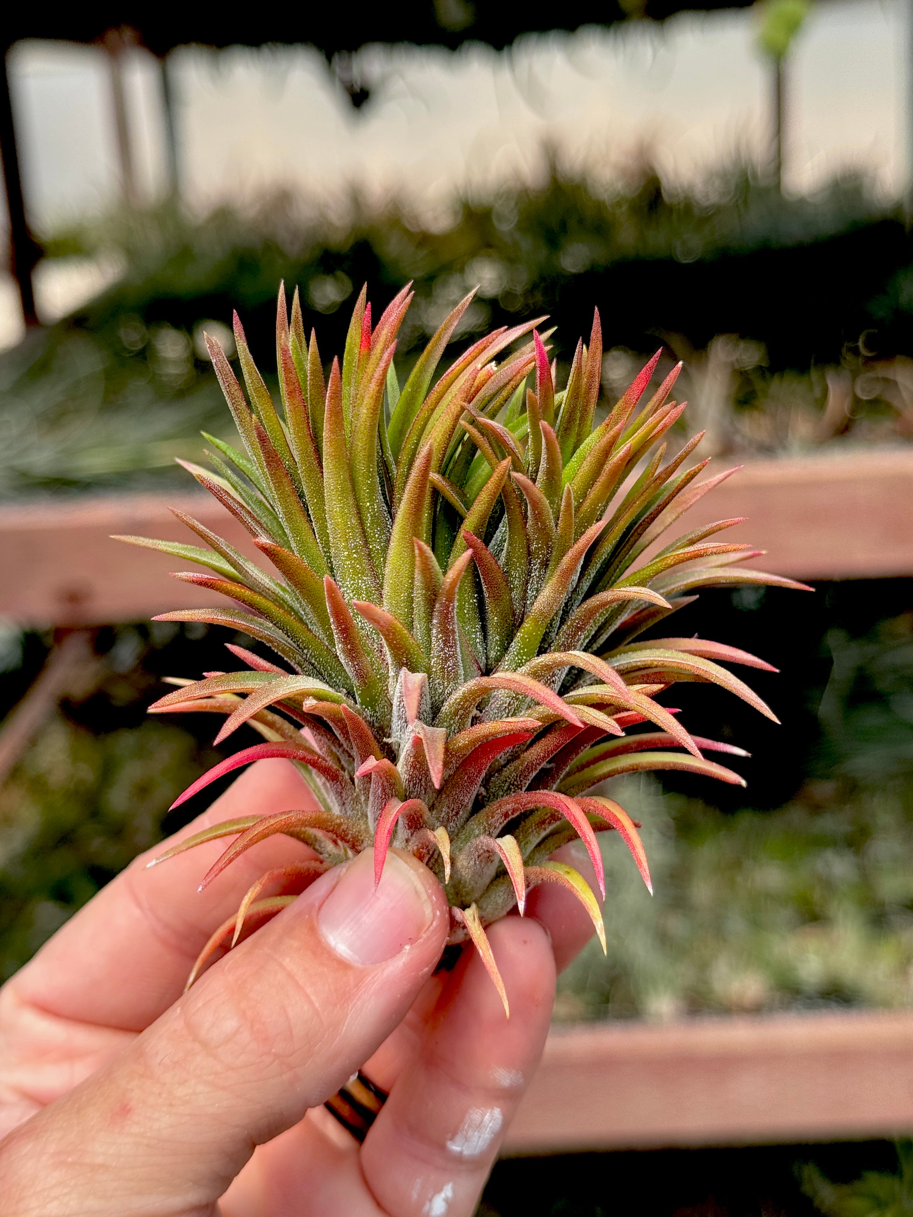 Crested Ionantha Firecracker <br> (Exact Plant Pictured)