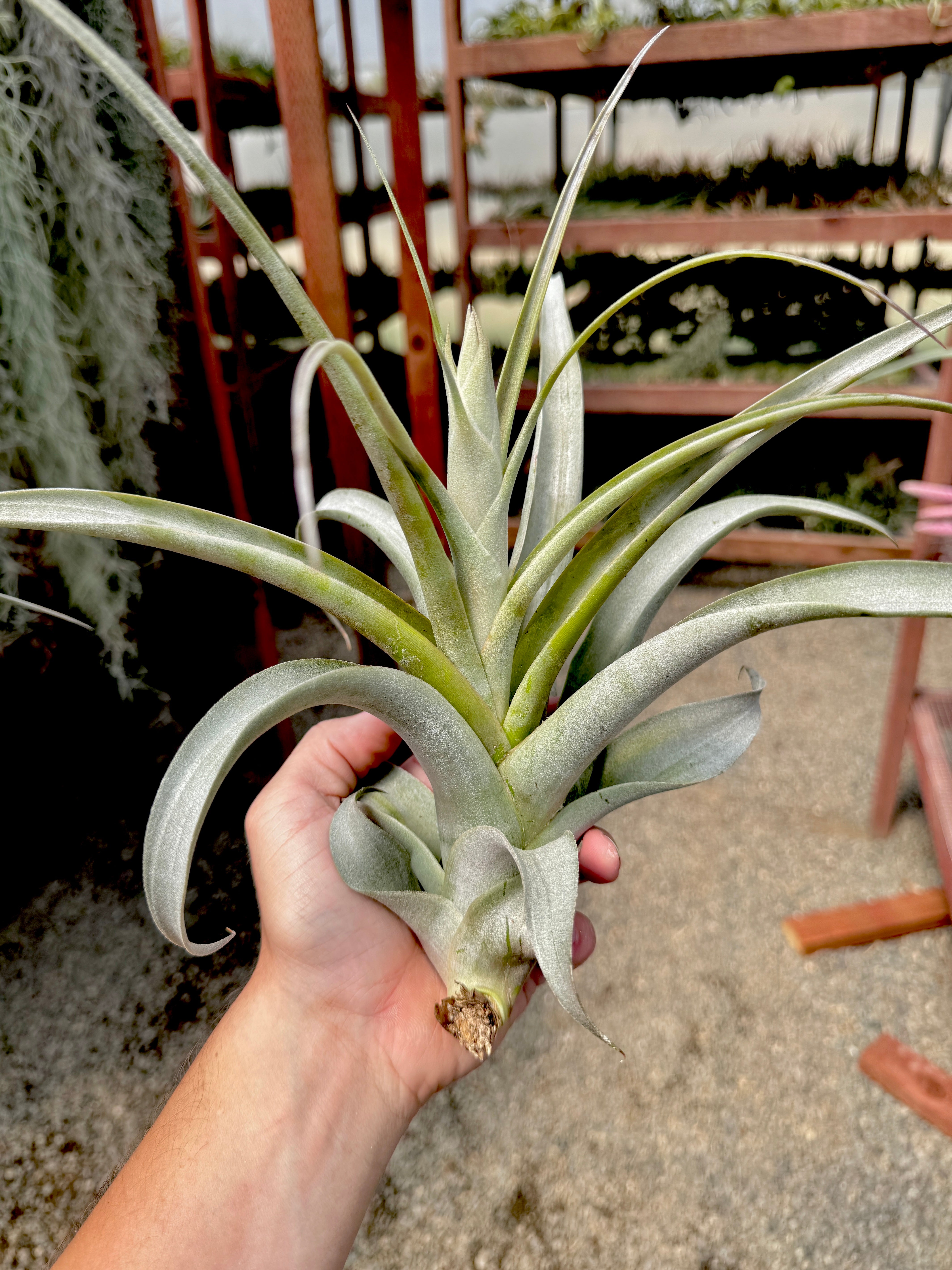 Califanii Select Clone <br> (Exact Plant Pictured)