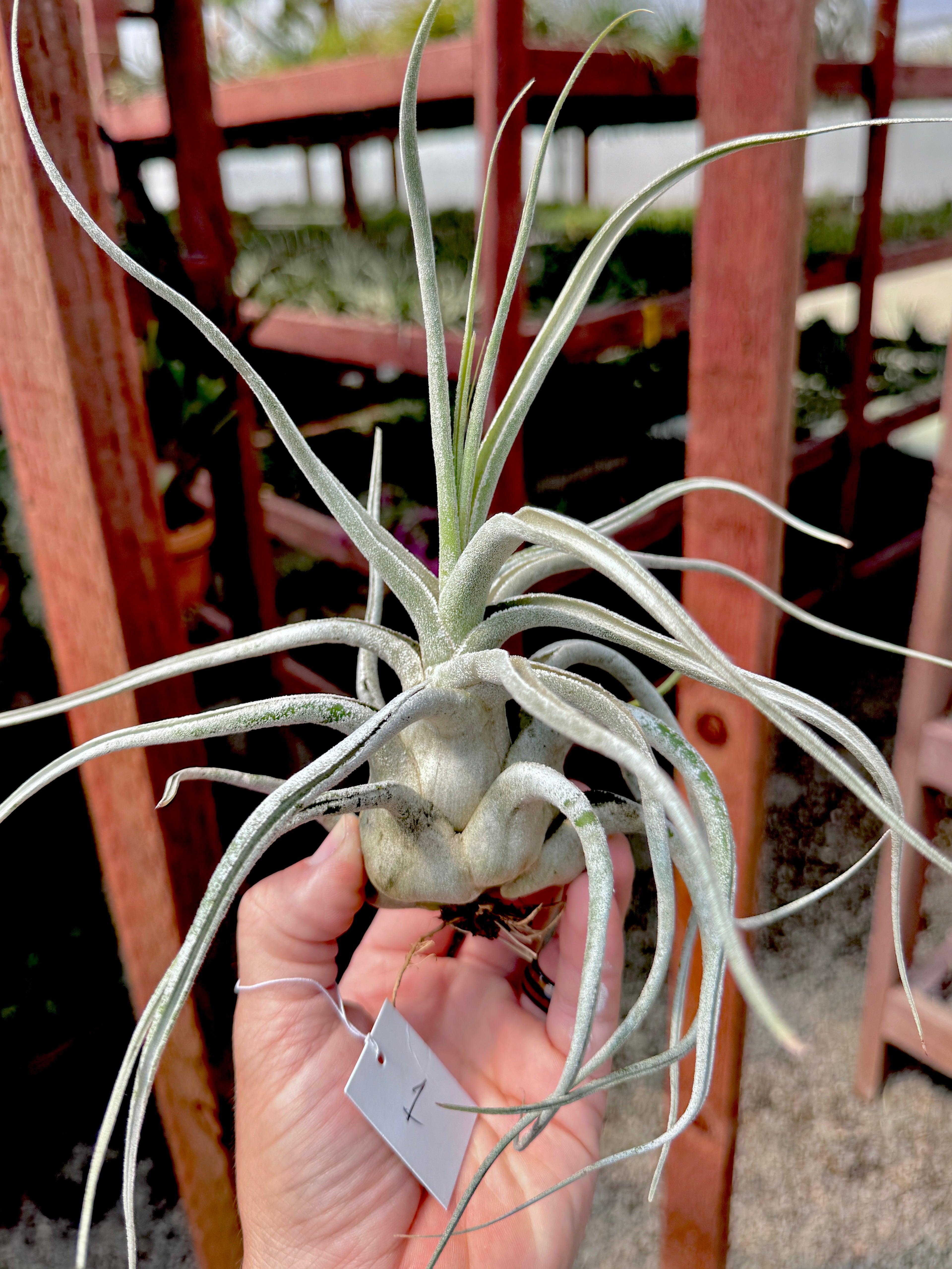 Ehlersiana Premium <br> (Exact Plant Pictured)
