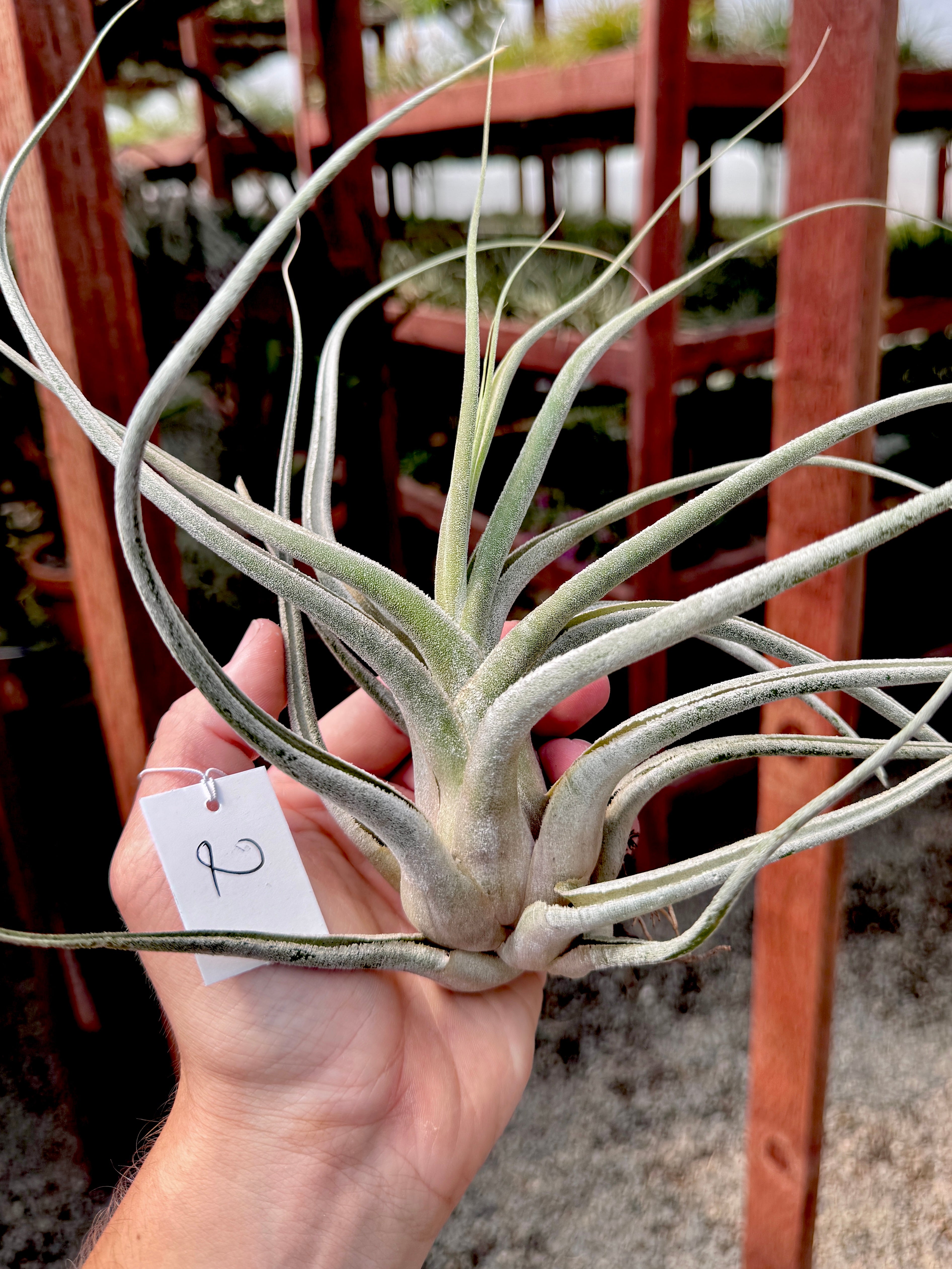 Ehlersiana Premium <br> (Exact Plant Pictured)