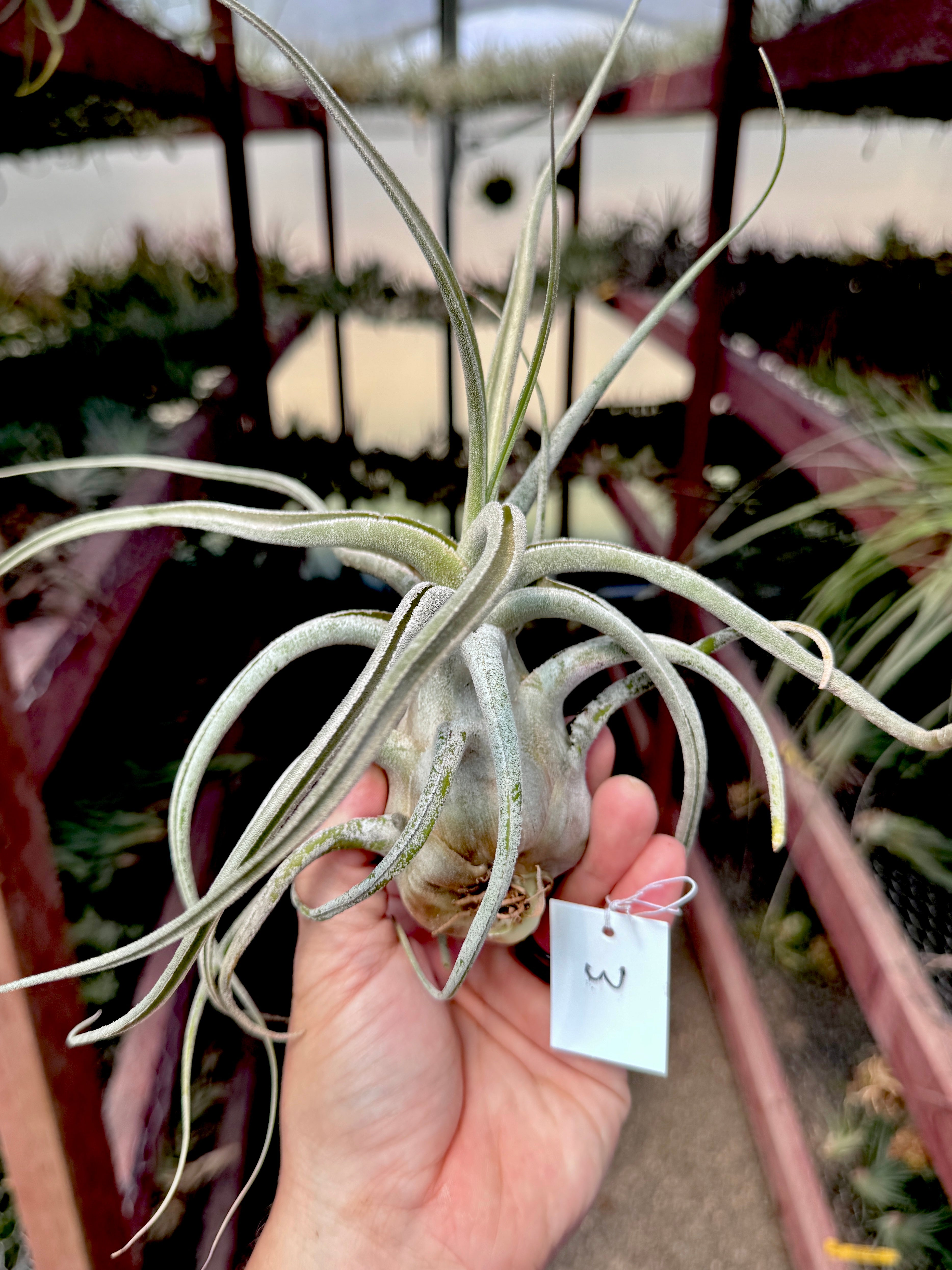 Ehlersiana Premium <br> (Exact Plant Pictured)