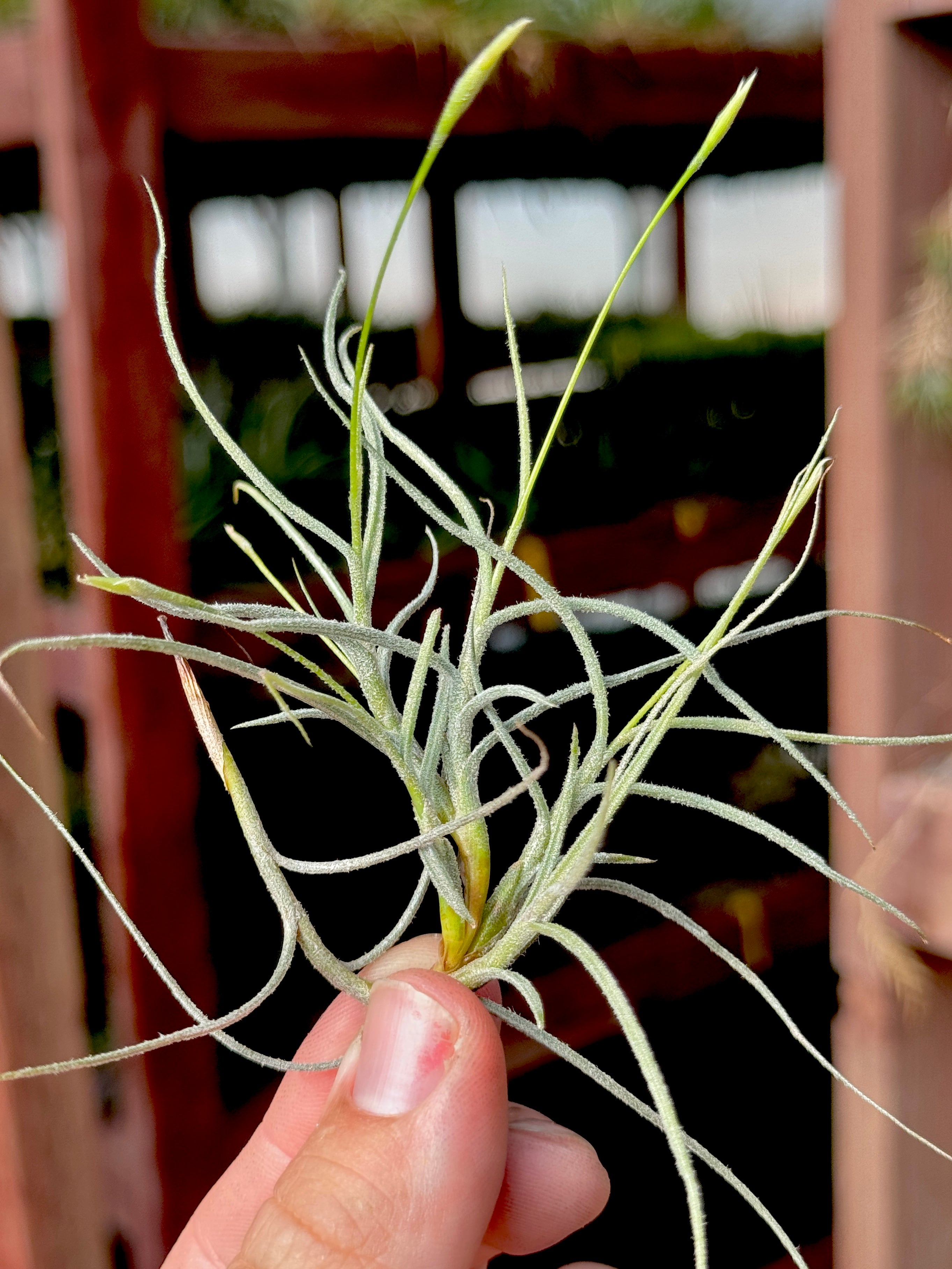 Mallemontii *Fragrant When In Bloom!* <br> (Minimum Order 15)