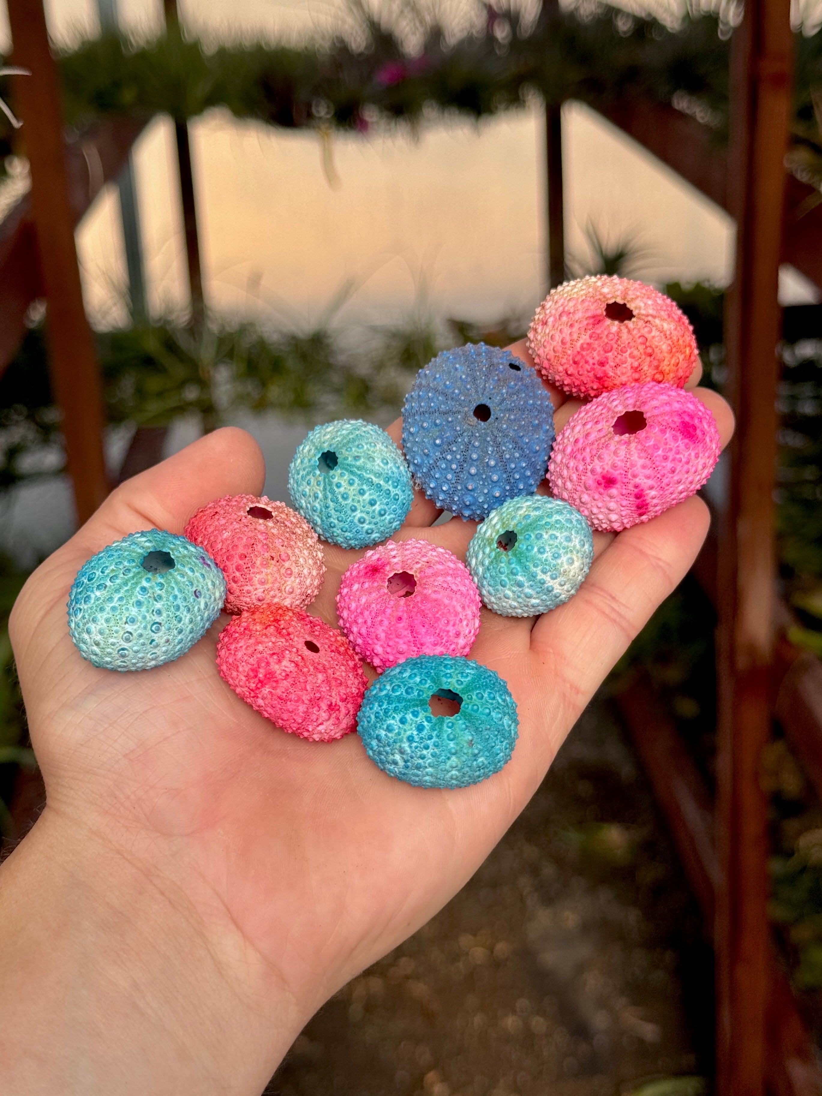 SUPER SALE! B Quality Party Colors Sea Urchin Shell <br> (Minimum Order 10)