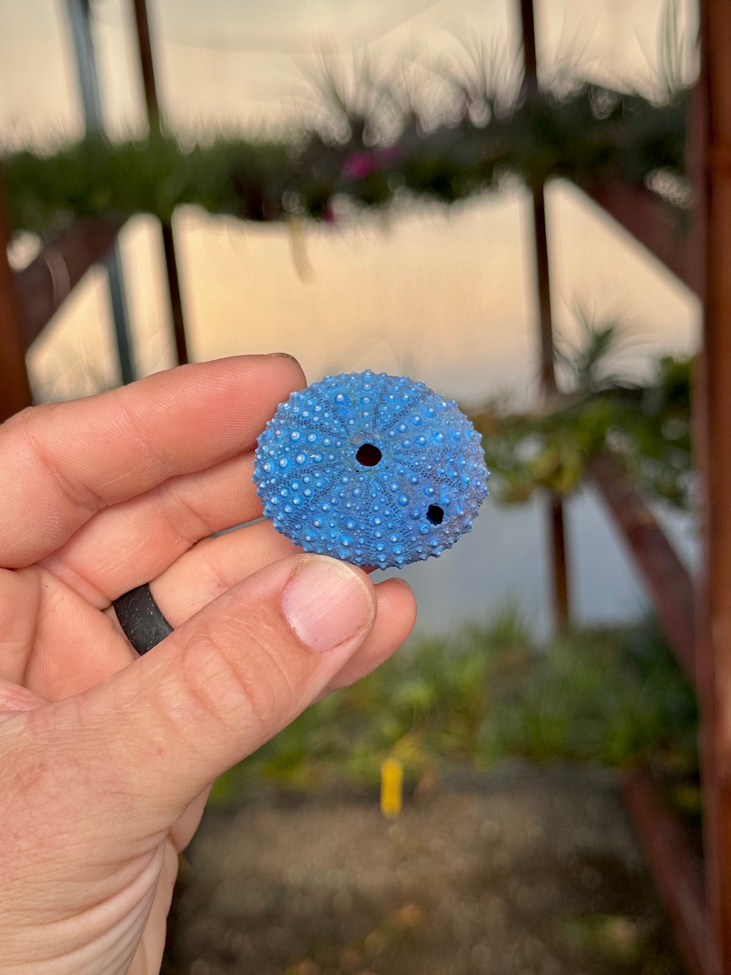 SUPER SALE! B Quality Party Colors Sea Urchin Shell <br> (Minimum Order 10)