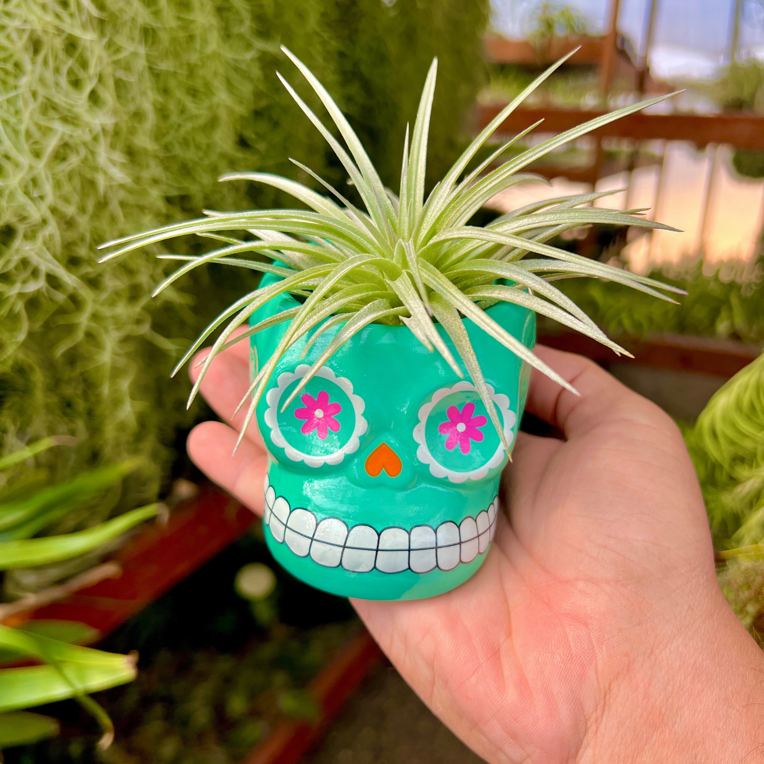 Large Ceramic Sugar Skull Air Plant Holder <br> 5 Color Options <br> (No Minimum)