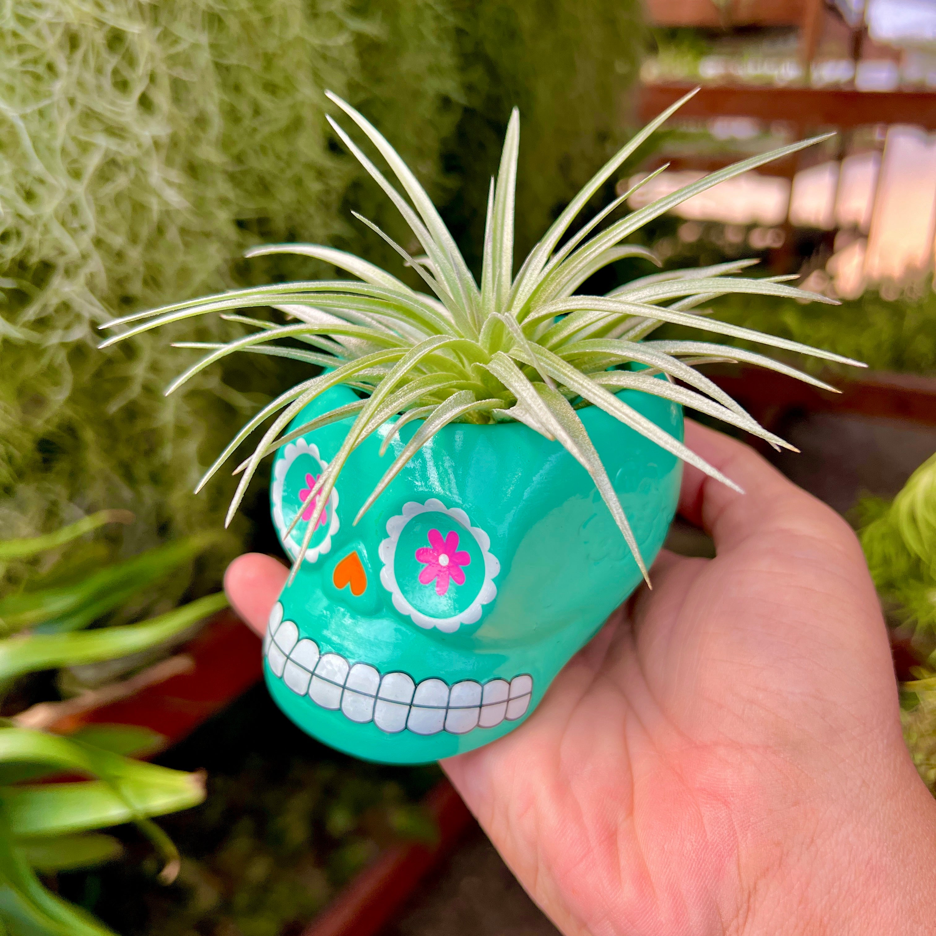 trader joes air plants Large 3 Pack Ceramic Sugar Skull Air Plant Holder , Random Colors , (No Minimum)