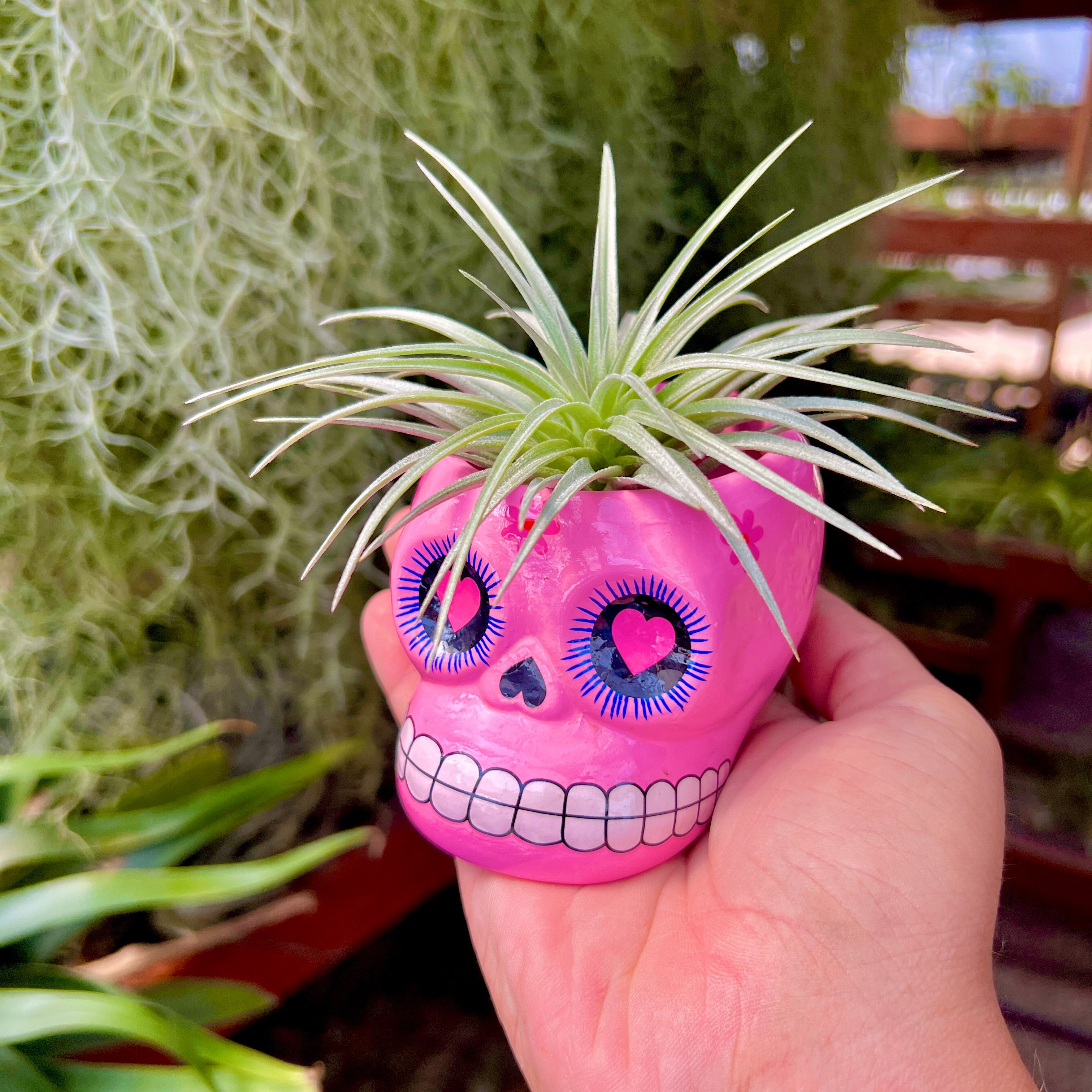 Large Ceramic Sugar Skull Air Plant Holder <br> 5 Color Options <br> (No Minimum)