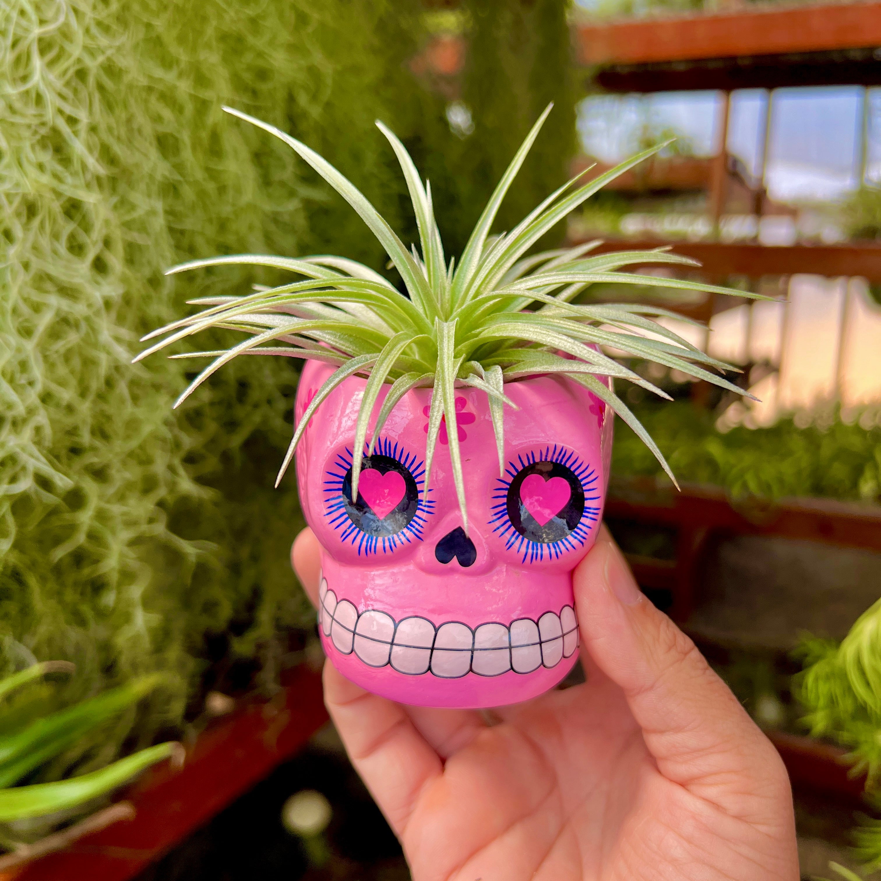 Large Ceramic Sugar Skull Air Plant Holder <br> 5 Color Options <br> (No Minimum)