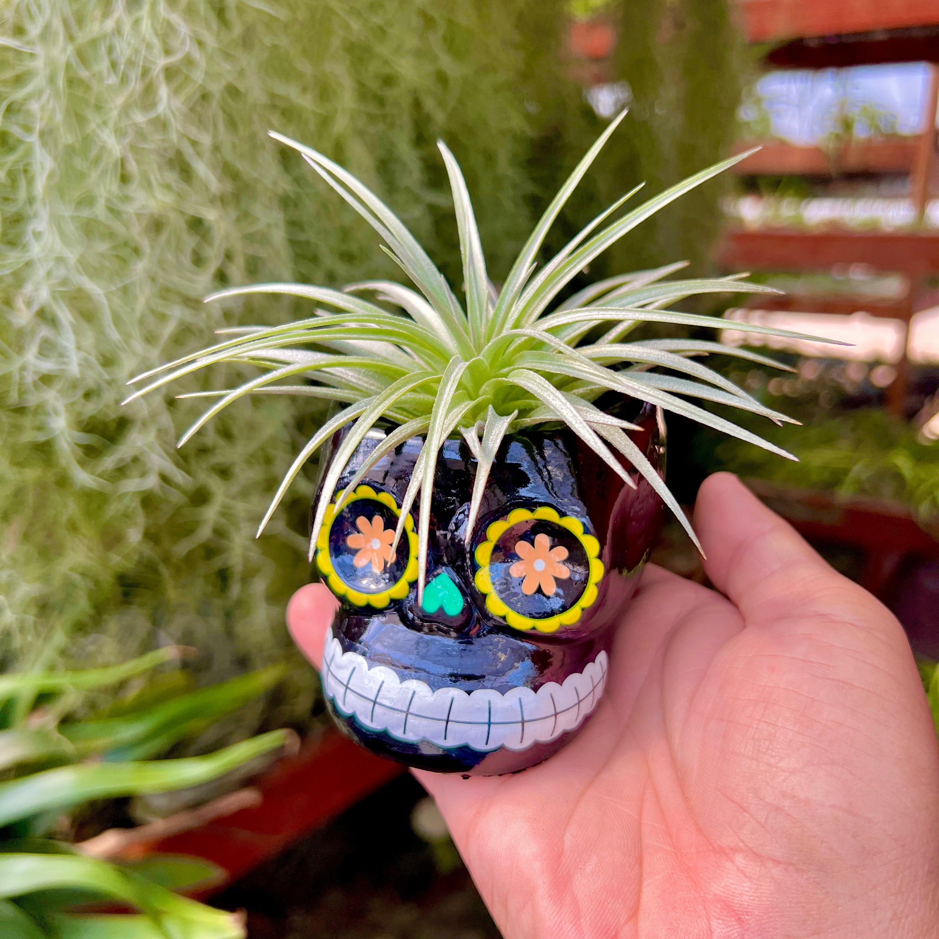 skull plant pot large Large Ceramic Sugar Skull Air Plant Holder 5 Color Options (No Minimum – Bulk Air Plants