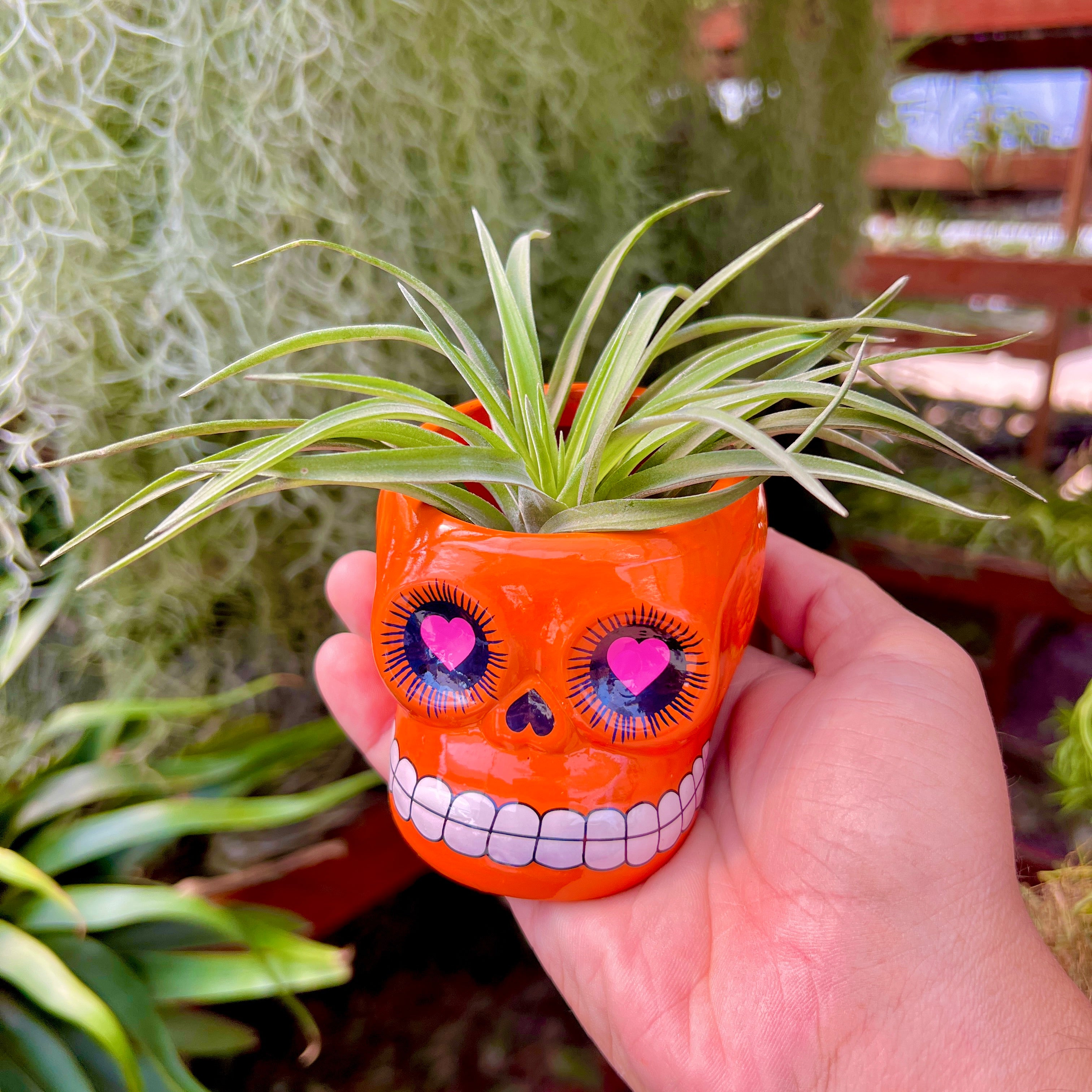 Large Ceramic Sugar Skull Air Plant Holder <br> 5 Color Options <br> (No Minimum)