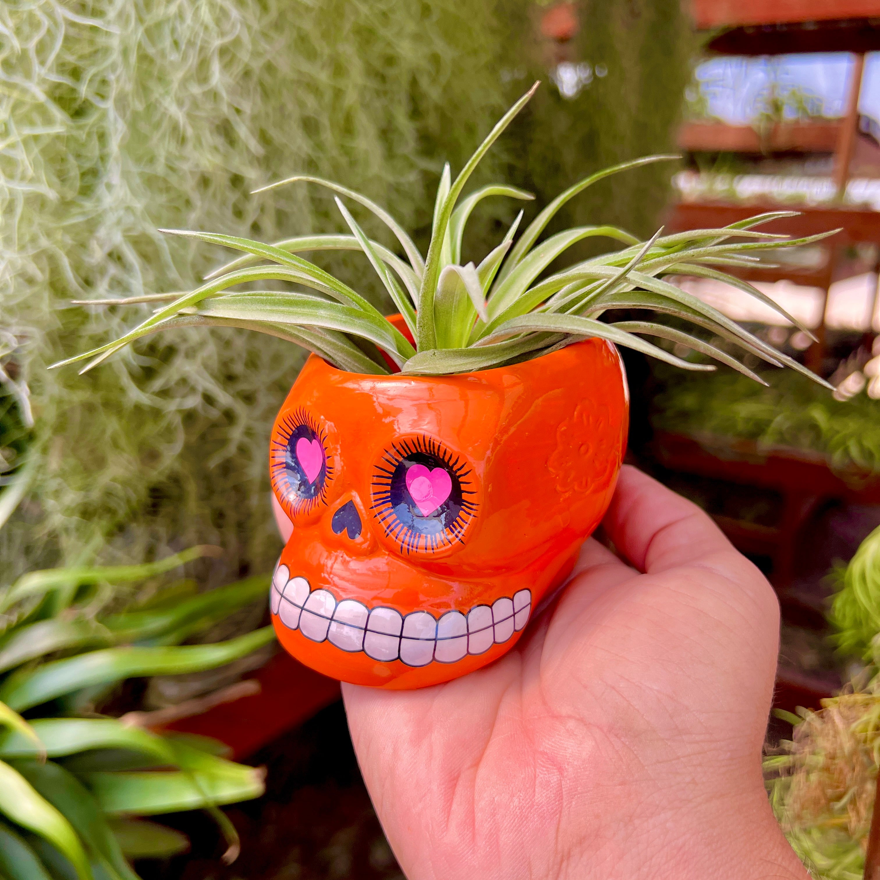 ceramic air plant holder Large Ceramic Sugar Skull Air Plant Holder , 5 Color Options , (No Minimum)