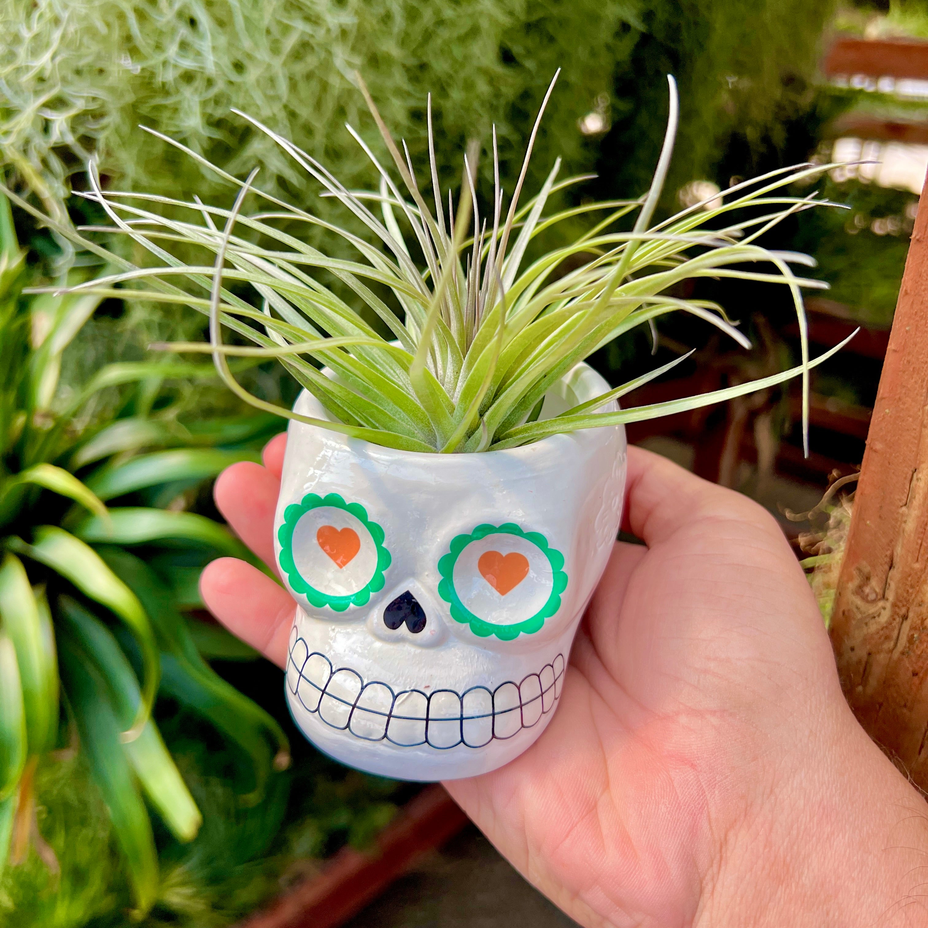 Large Ceramic Sugar Skull Air Plant Holder <br> 5 Color Options <br> (No Minimum)