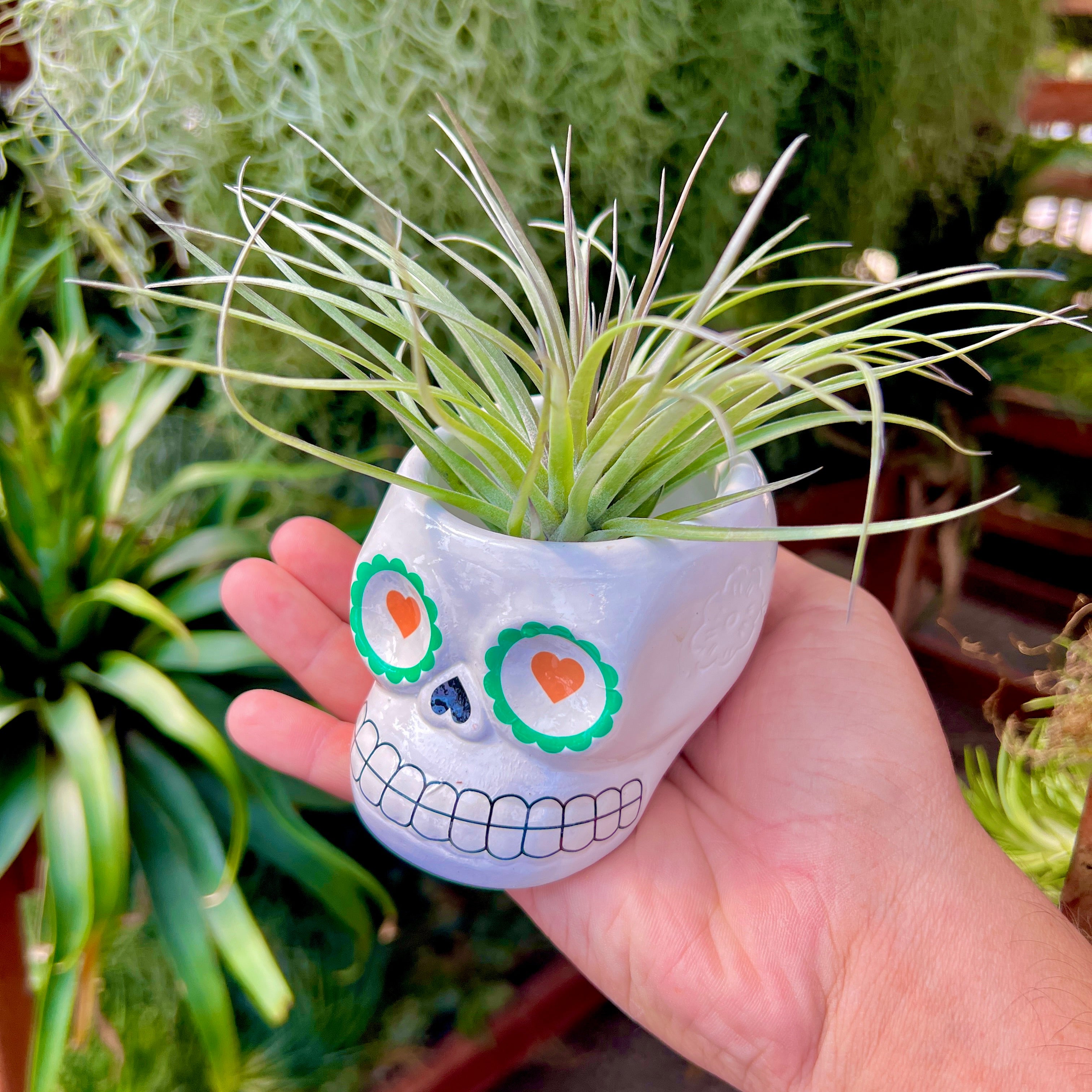 fred fancy ceramic mini air plant/succulent holder Large Ceramic Sugar Skull Air Plant Holder 5 Color Options (No Minimum – Bulk Air Plants