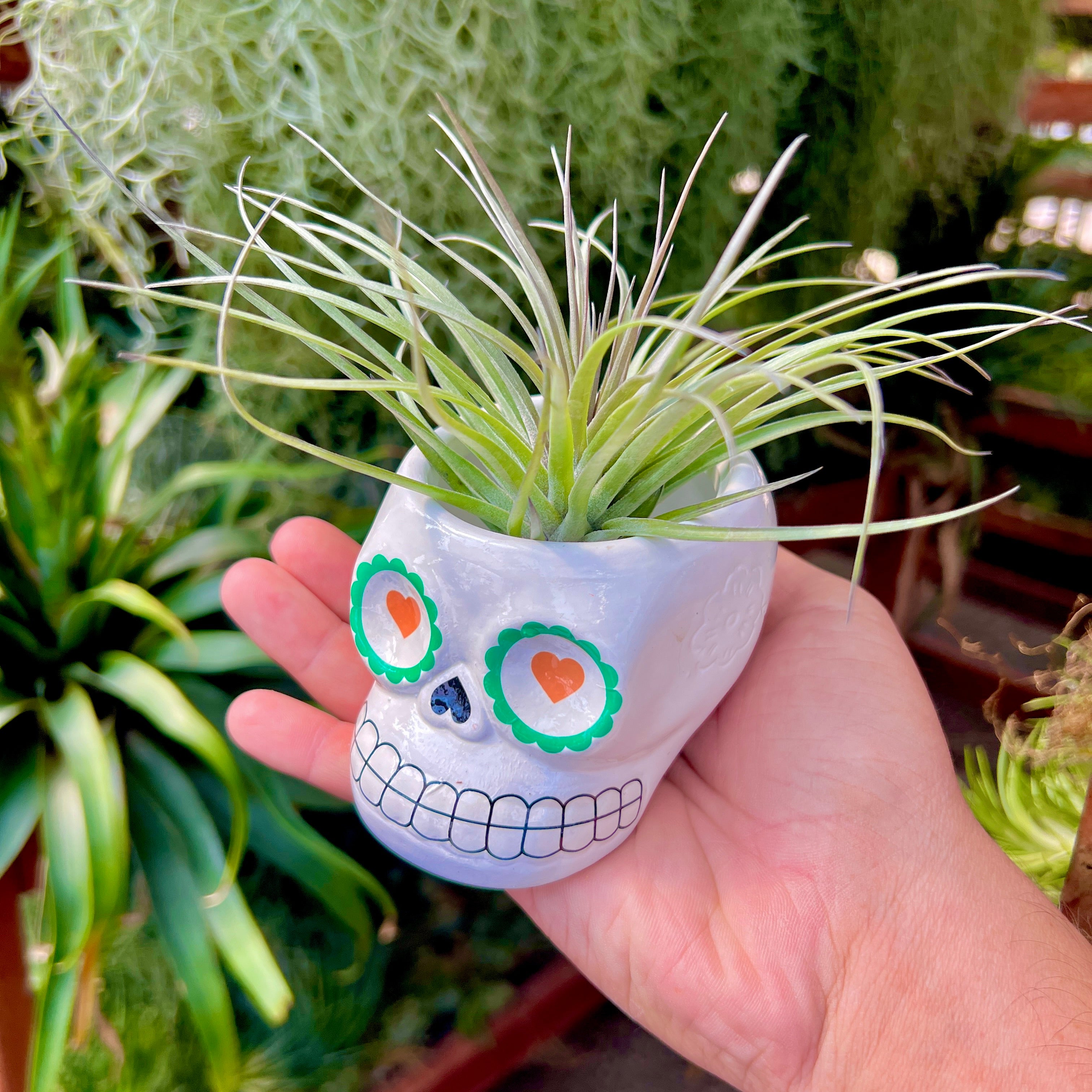 Large Ceramic Sugar Skull Air Plant Holder <br> 5 Color Options <br> (No Minimum)