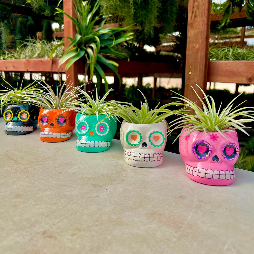 Large 6 Pack Ceramic Sugar Skull Air Plant Holder <br> Random Colors <br> (No Minimum)