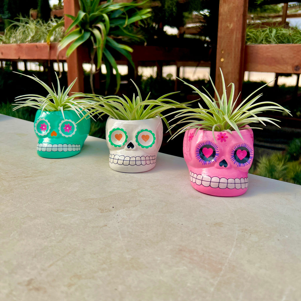 Large 3 Pack Ceramic Sugar Skull Air Plant Holder <br> Random Colors <br> (No Minimum)