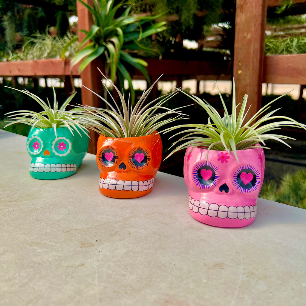 Large 3 Pack Ceramic Sugar Skull Air Plant Holder <br> Random Colors <br> (No Minimum)