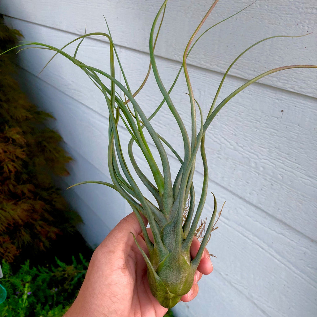 King Kong (butzii x ionantha) Large  <br> (No Minumum)