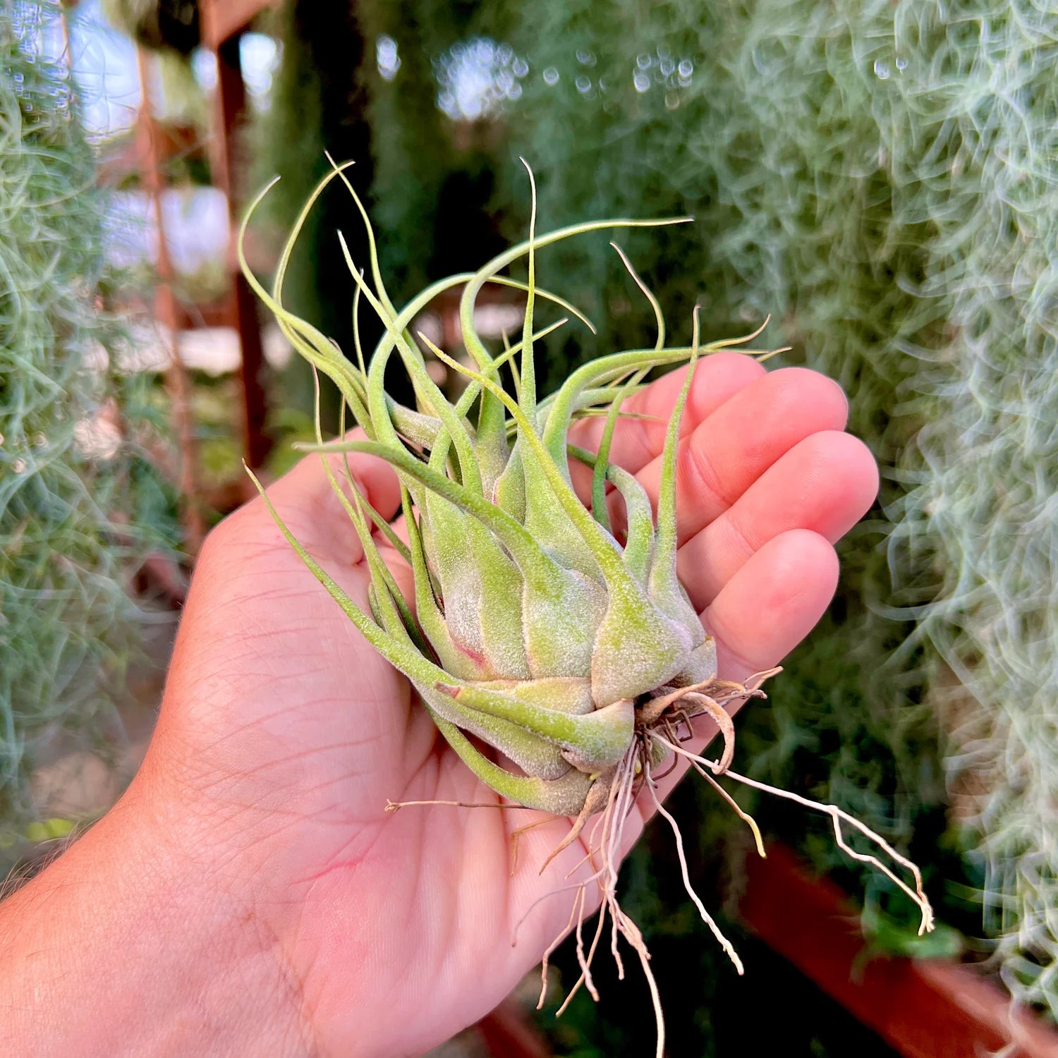 Seleriana Mini Purple Large <br> (No Minimum)