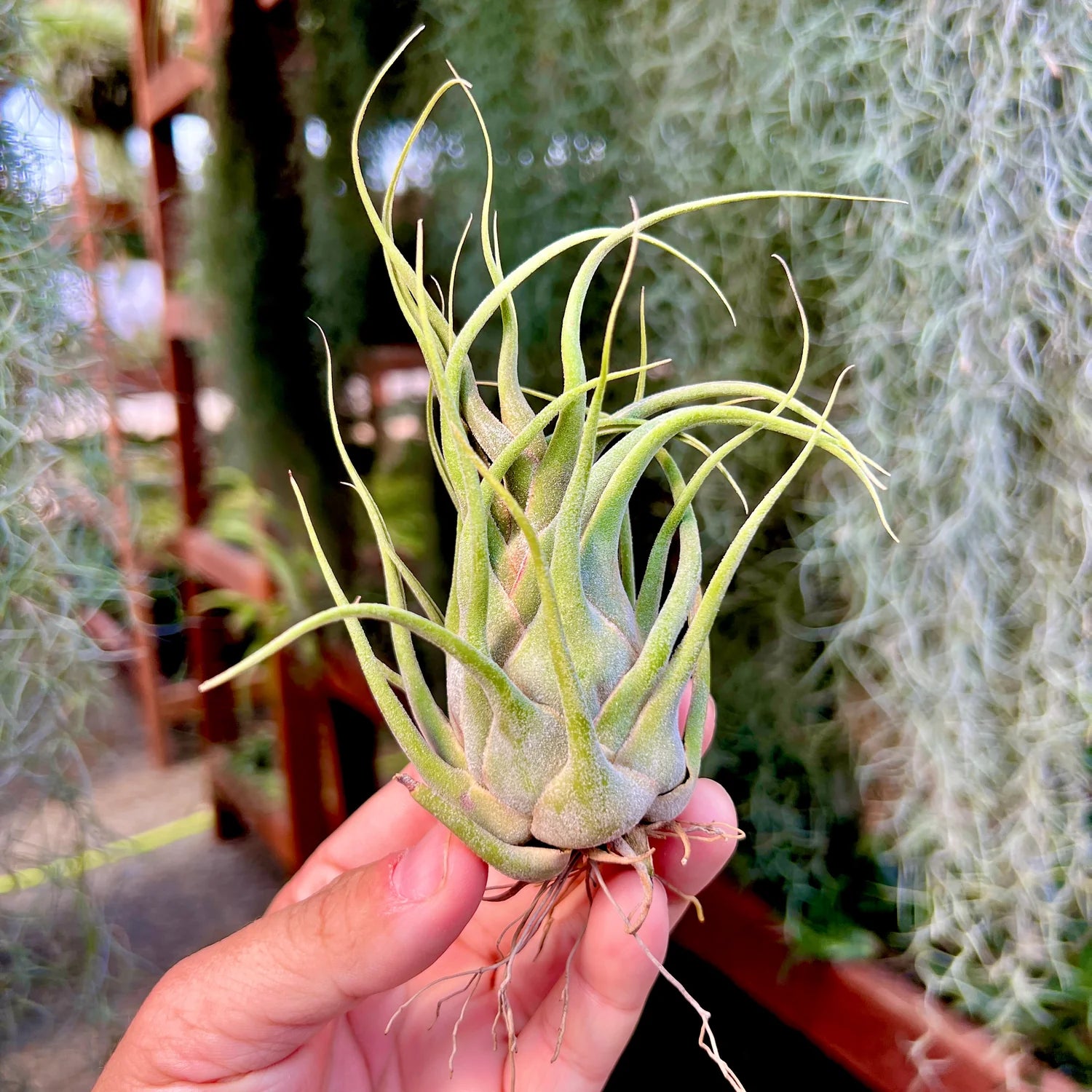 Seleriana Mini Purple Large <br> (No Minimum)