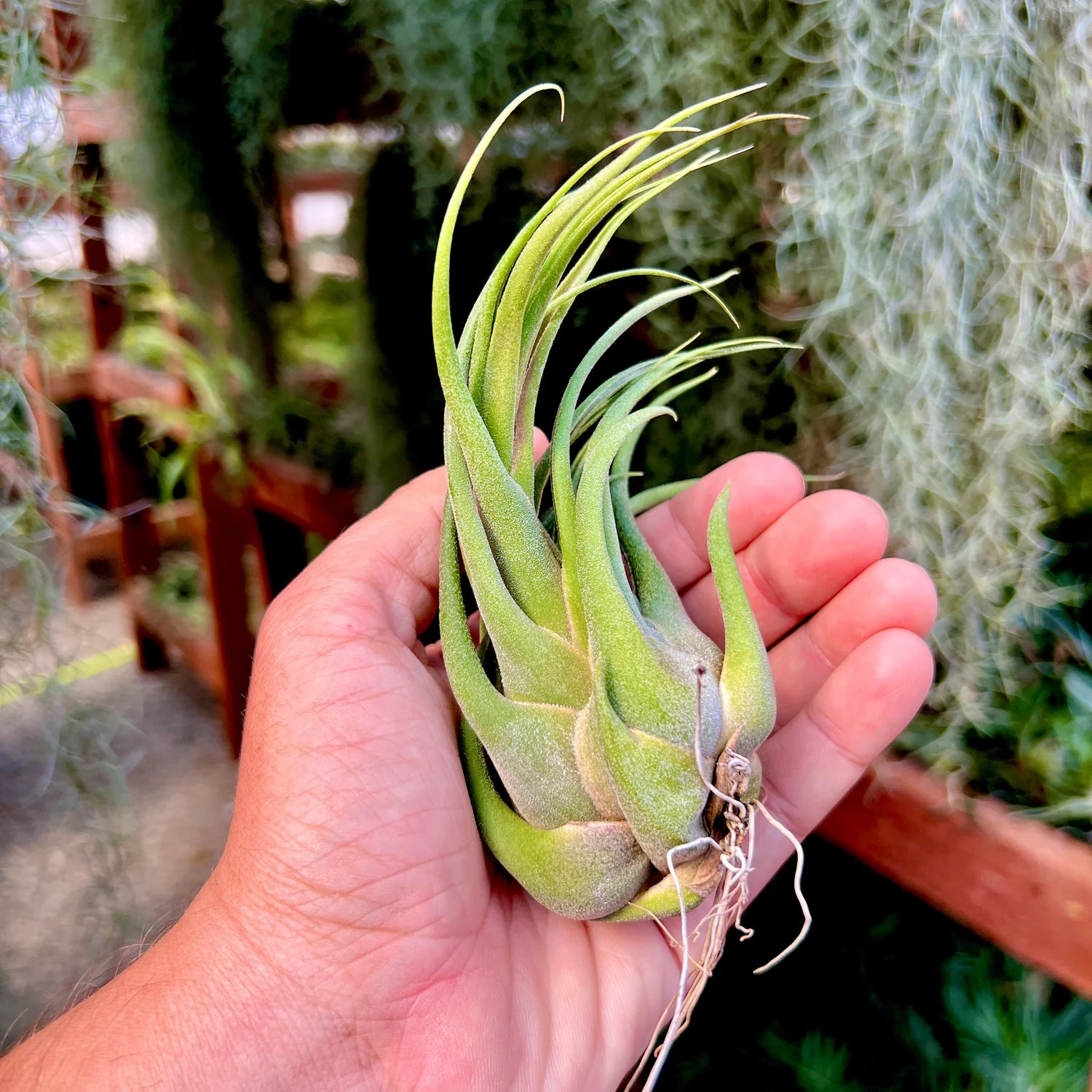 Seleriana Mini Purple Large <br> (No Minimum)