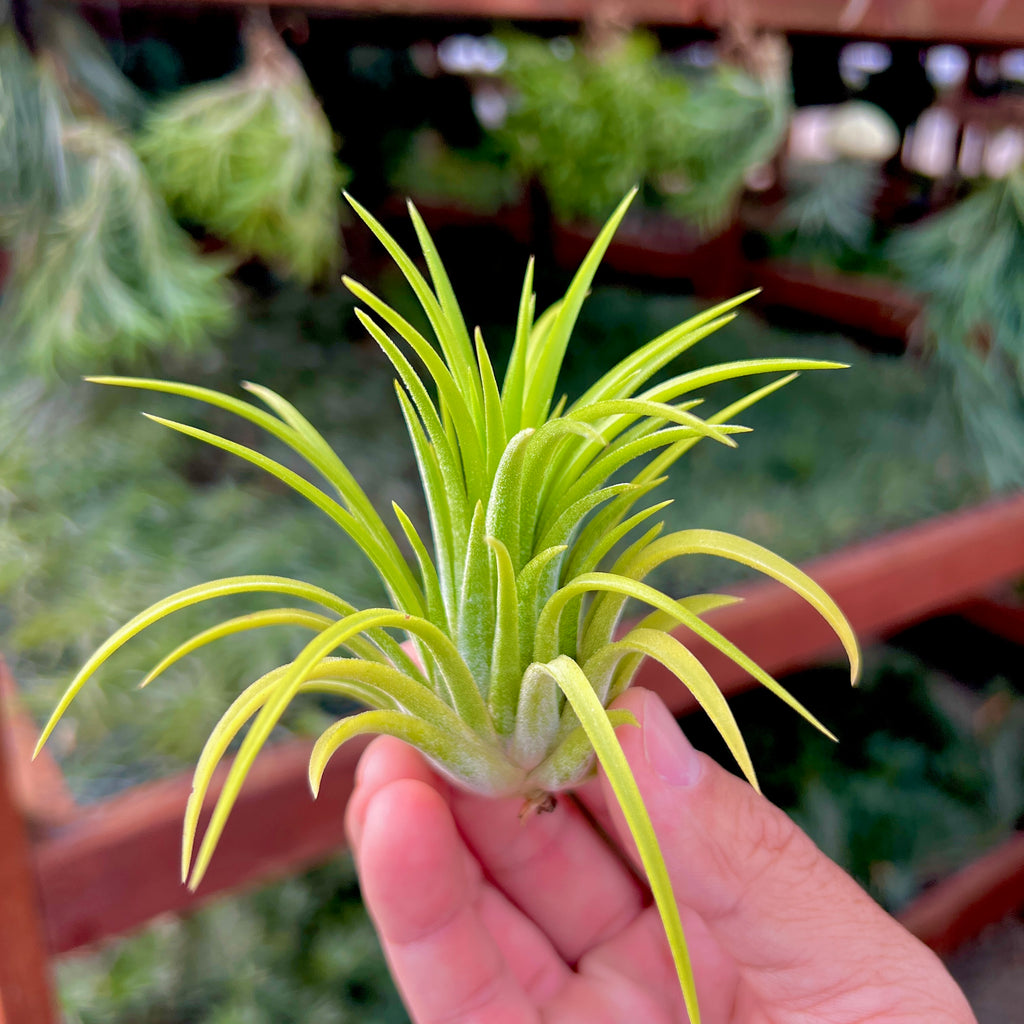 Ionantha Sumo White Medium <br> (No Minimum)